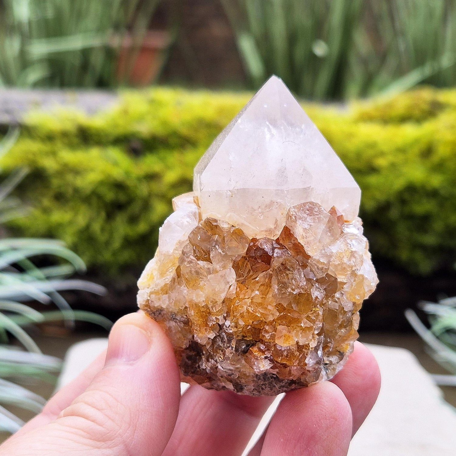 Spirit Quartz Crystal Cluster, also known as Cactus Quartz, originates from north of Pretoria in South Africa’s Gauteng province. This unique crystal features a central quartz point surrounded by smaller druzy quartz crystals.