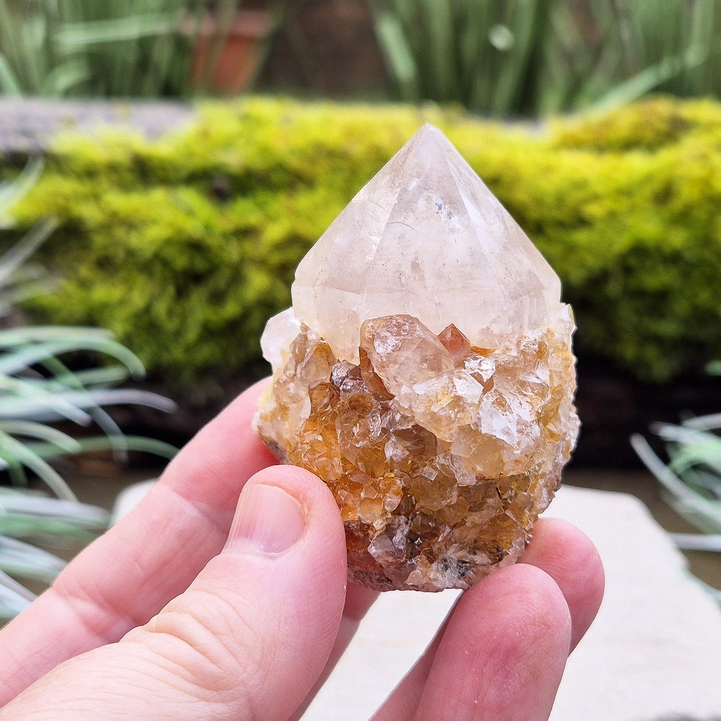 Spirit Quartz Crystal Cluster, also known as Cactus Quartz, originates from north of Pretoria in South Africa’s Gauteng province. This unique crystal features a central quartz point surrounded by smaller druzy quartz crystals.