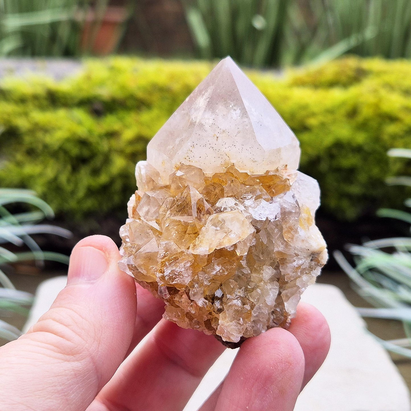 Spirit Quartz Crystal Cluster, also known as Cactus Quartz, originates from north of Pretoria in South Africa’s Gauteng province. This unique crystal features a central quartz point surrounded by smaller druzy quartz crystals.