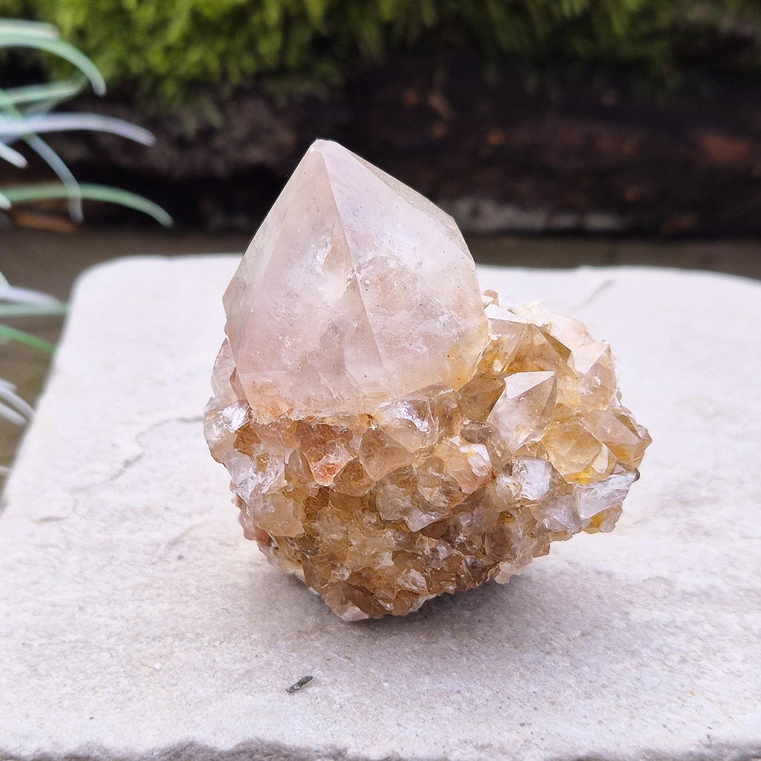 Spirit Quartz Crystal Cluster, also known as Cactus Quartz, originates from north of Pretoria in South Africa’s Gauteng province. This unique crystal features a central quartz point surrounded by smaller druzy quartz crystals.