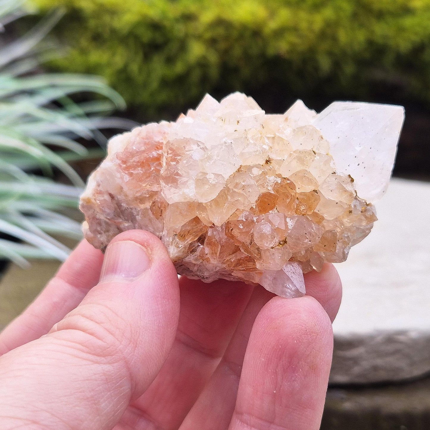 Spirit Quartz Crystal Cluster, also known as Cactus Quartz, originates from north of Pretoria in South Africa’s Gauteng province. This unique crystal features a central quartz point surrounded by smaller druzy quartz crystals.