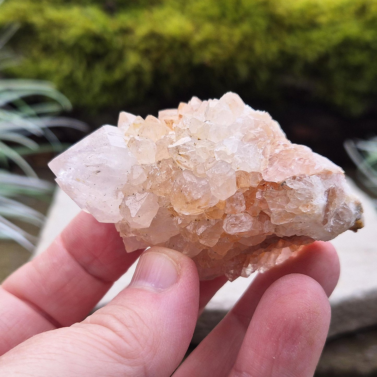 Spirit Quartz Crystal Cluster, also known as Cactus Quartz, originates from north of Pretoria in South Africa’s Gauteng province. This unique crystal features a central quartz point surrounded by smaller druzy quartz crystals.