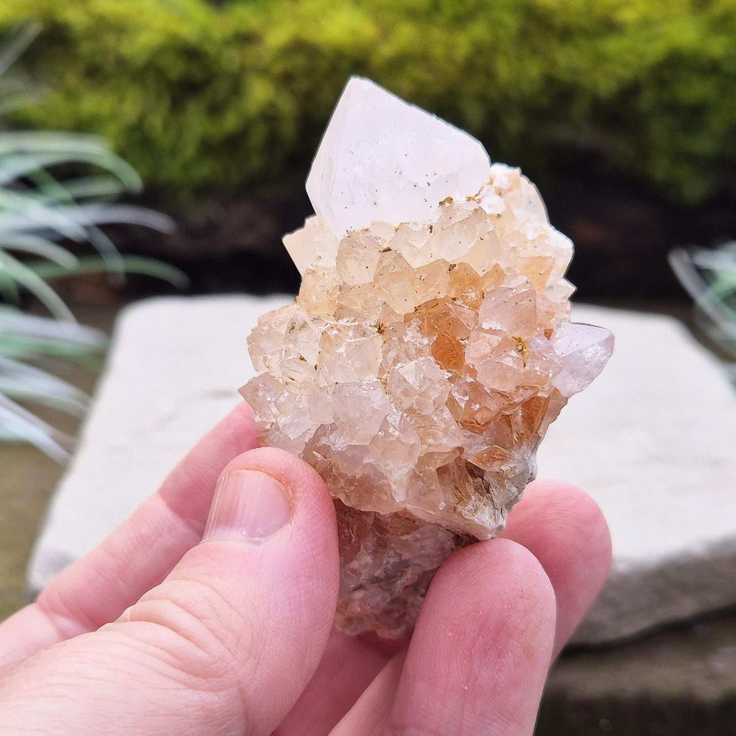 Spirit Quartz Crystal Cluster, also known as Cactus Quartz, originates from north of Pretoria in South Africa’s Gauteng province. This unique crystal features a central quartz point surrounded by smaller druzy quartz crystals.