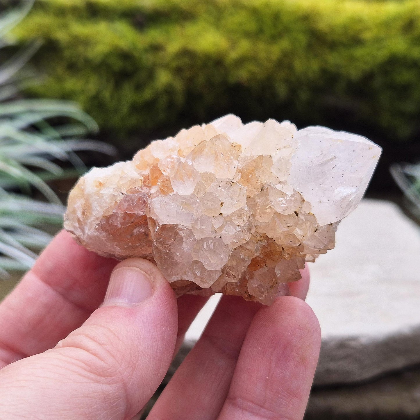 Spirit Quartz Crystal Cluster, Cactus Quartz