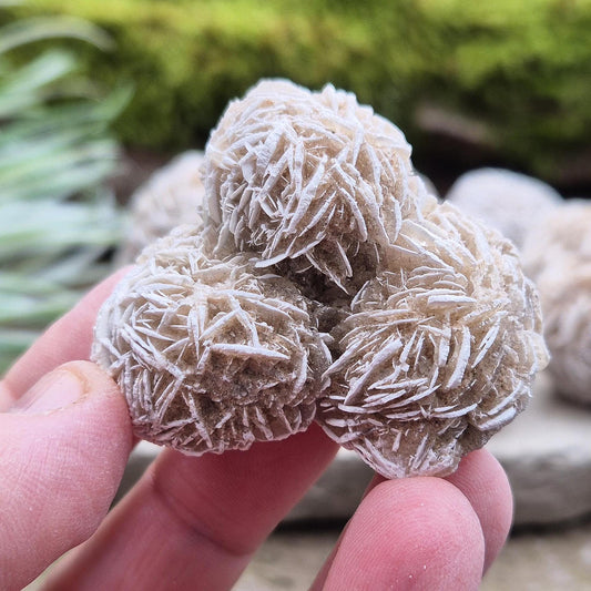 Desert Rose (Selenite) from Chihuahuan Desert in Mexico. Desert Rose is a natural formation of selenite, a variety of gypsum, named for its distinctive rose-like appearance.