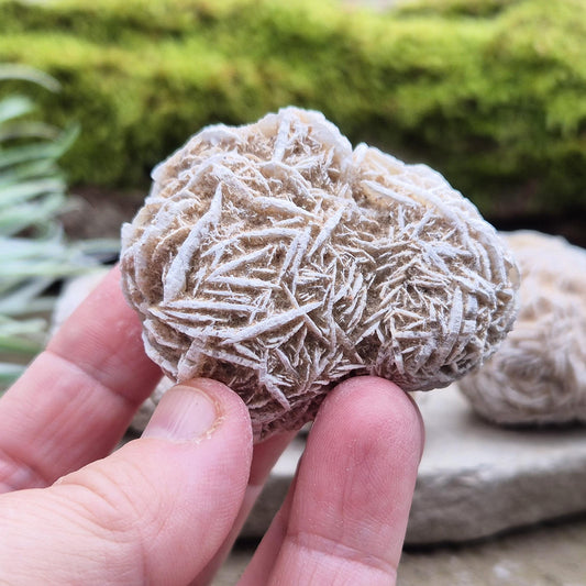 Desert Rose (Selenite) from Chihuahuan Desert in Mexico. Desert Rose is a natural formation of selenite, a variety of gypsum, named for its distinctive rose-like appearance.