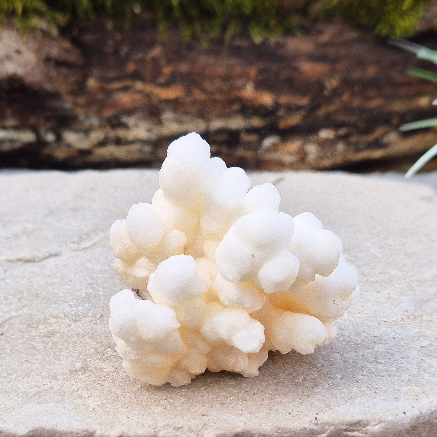 Cave Calcite, also known as Cave Popcorn or Coralloid, is actually Aragonite, not Calcite. This stunning mineral forms in caves, mines, and moist limestone-rich areas, 