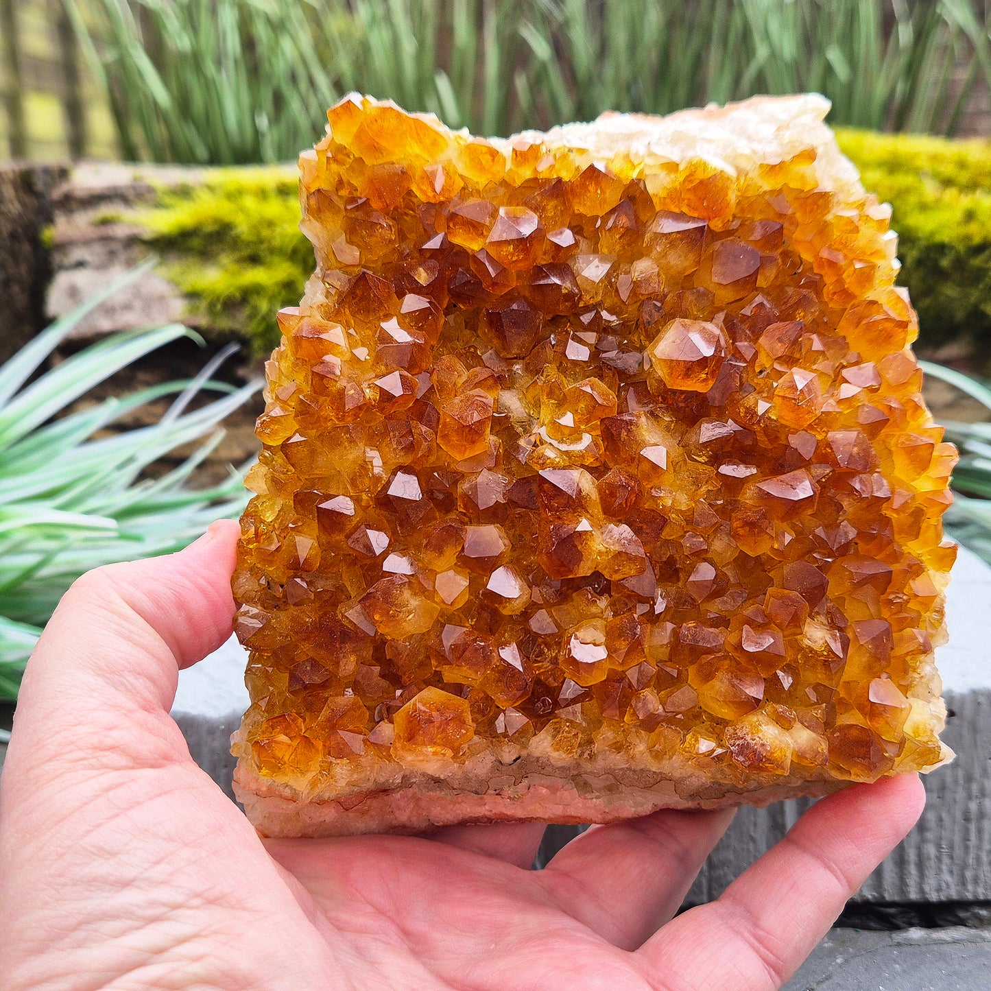 Citrine Cluster – Natural Crystal Formation | Statement Piece for Home Décor or Spiritual Space