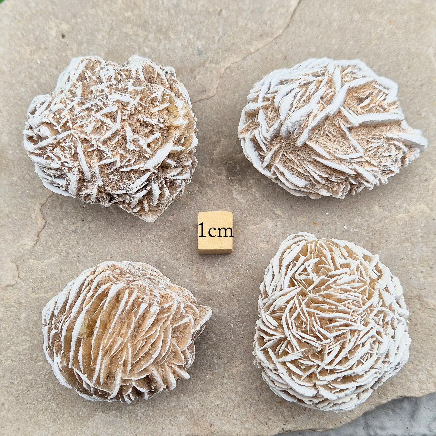 Desert Rose (Selenite) from Mexico. Desert Rose is a natural formation of selenite, a variety of gypsum, named for its distinctive rose-like appearance. This unique crystal is formed when selenite crystals grow around sand grains, creating rosette-shaped clusters that resemble rose petals. 