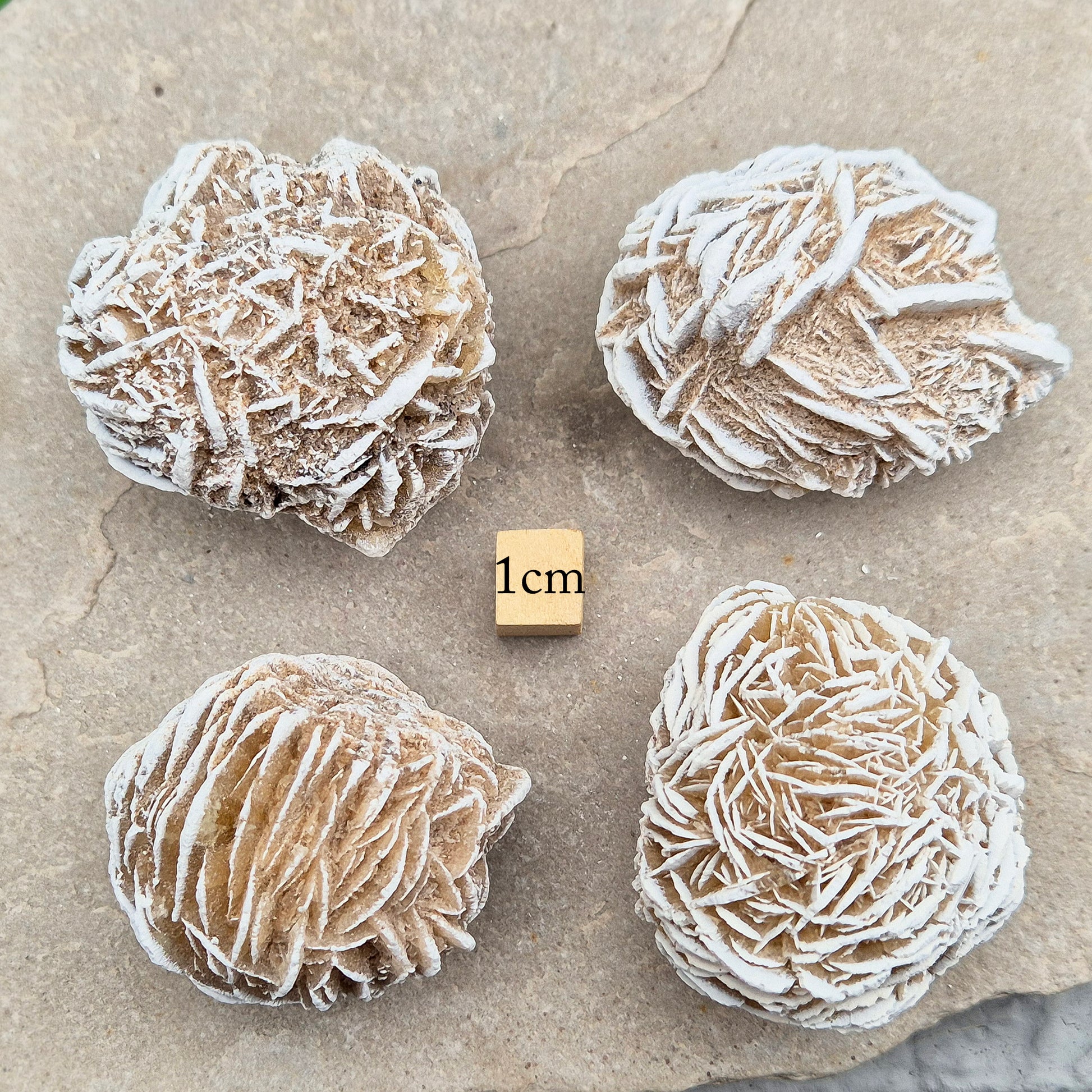 Desert Rose (Selenite) from Mexico. Desert Rose is a natural formation of selenite, a variety of gypsum, named for its distinctive rose-like appearance. This unique crystal is formed when selenite crystals grow around sand grains, creating rosette-shaped clusters that resemble rose petals. 