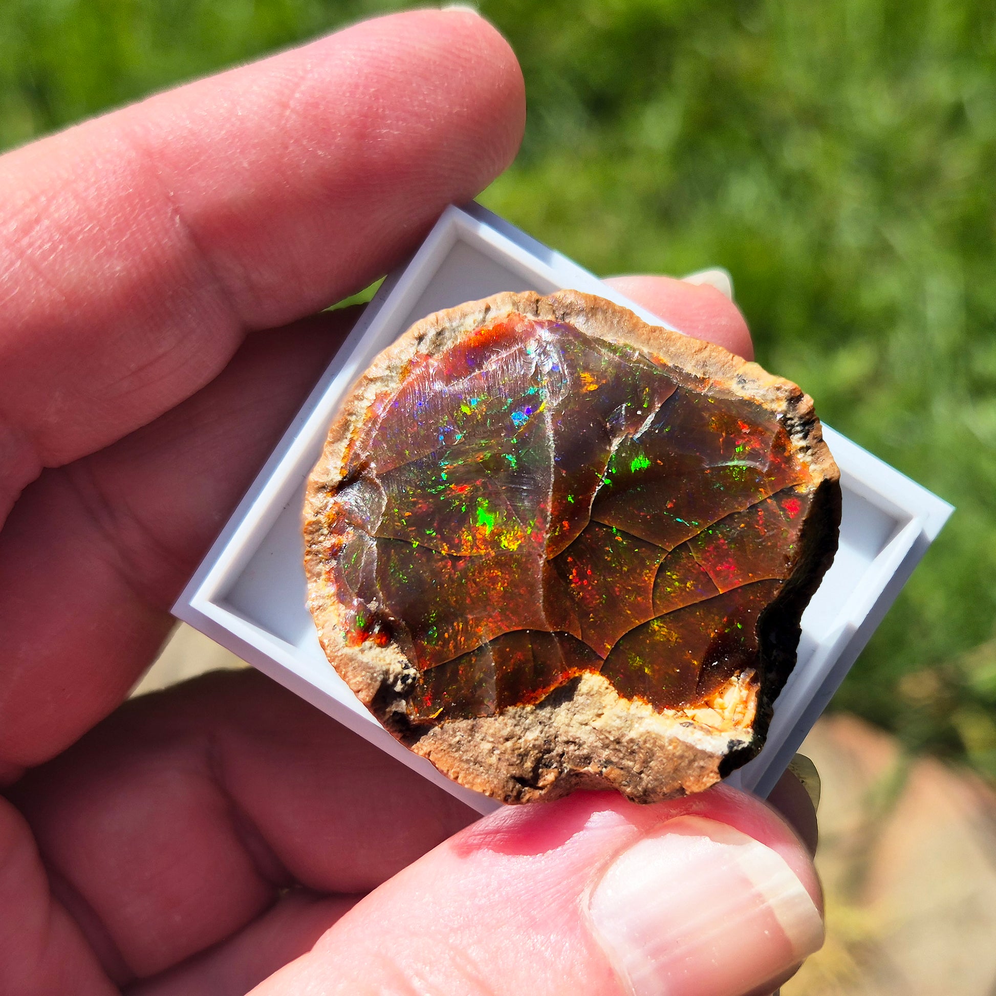 Natural Shewa Opal from Ethiopia. Raw volcanic opal with earthy tones. Supports emotional steadiness, reflection and grounding during times of change.
