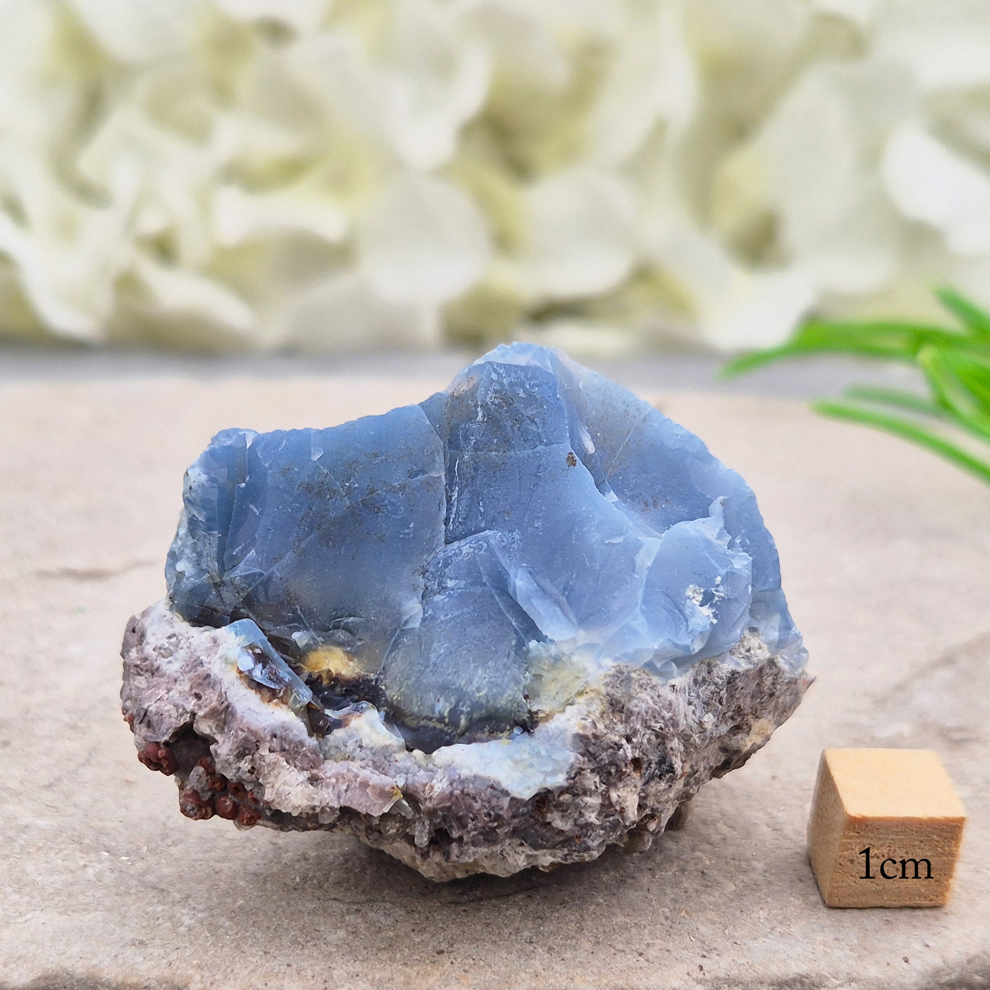 Genuine Blue Butte Opal from Oregon, USA. A natural opal specimen showcasing the unique beauty and individuality of this sought-after locality.