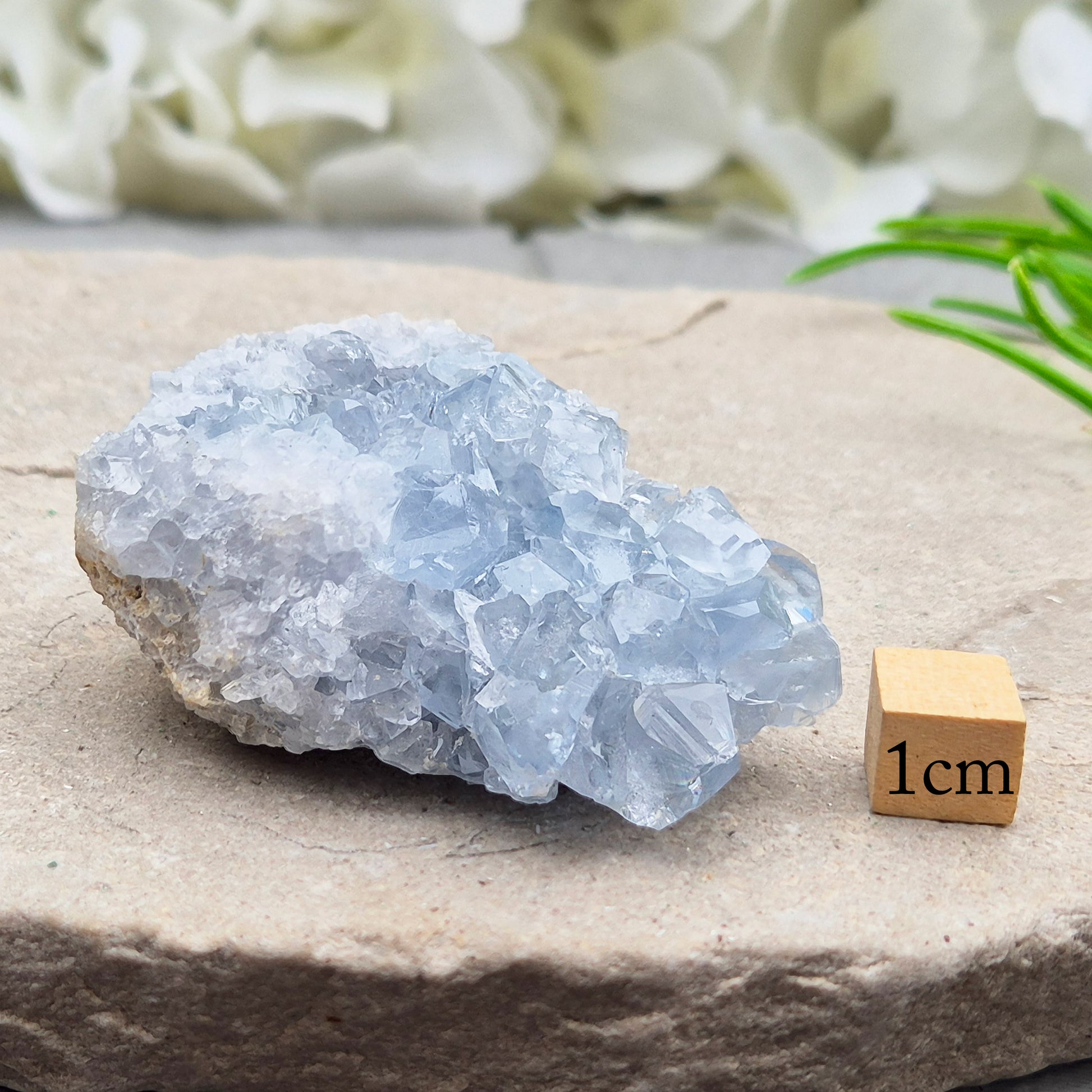 Celestite Cluster with sparkling blue crystals. A beautiful display piece loved for its gentle energy, peaceful presence, and natural beauty.