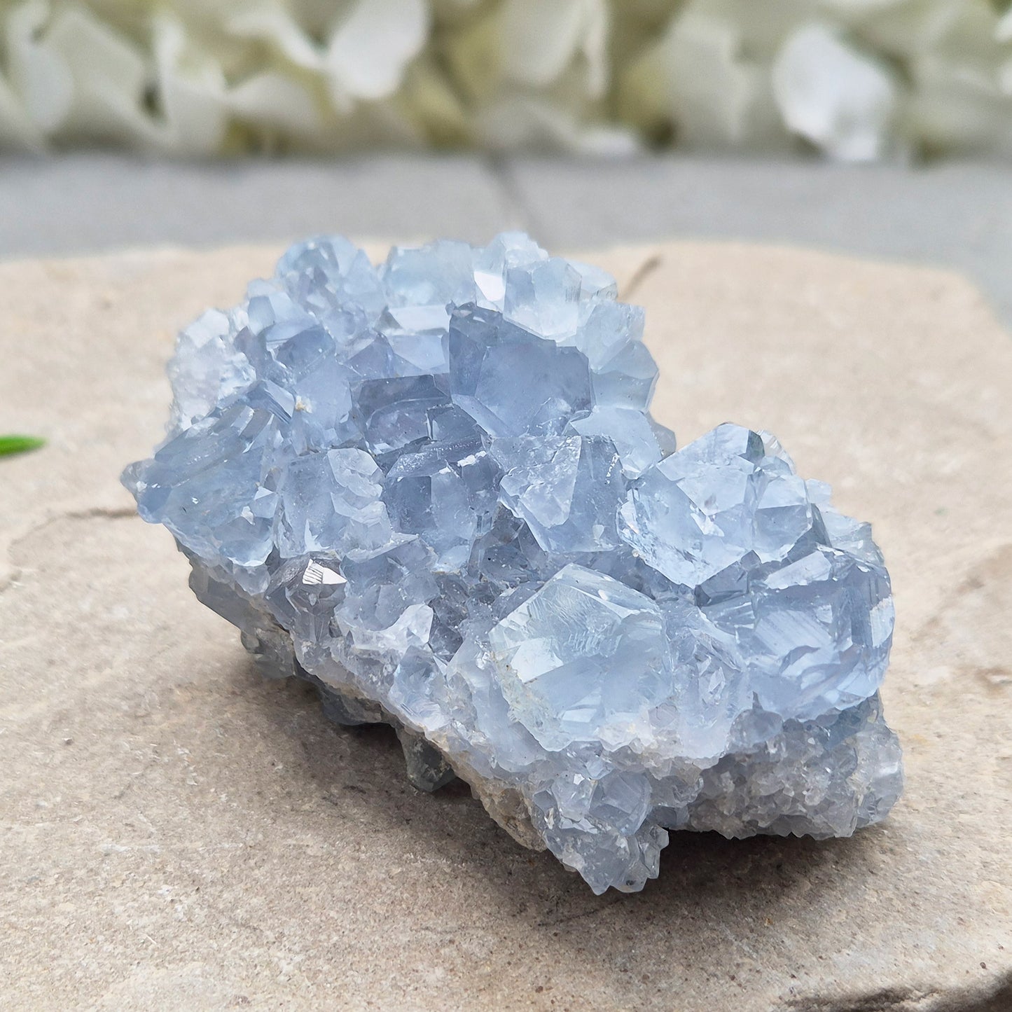 Natural Celestite Crystal Cluster featuring delicate blue crystals. Perfect for crystal collections, home décor, gifting, and spiritual spaces.