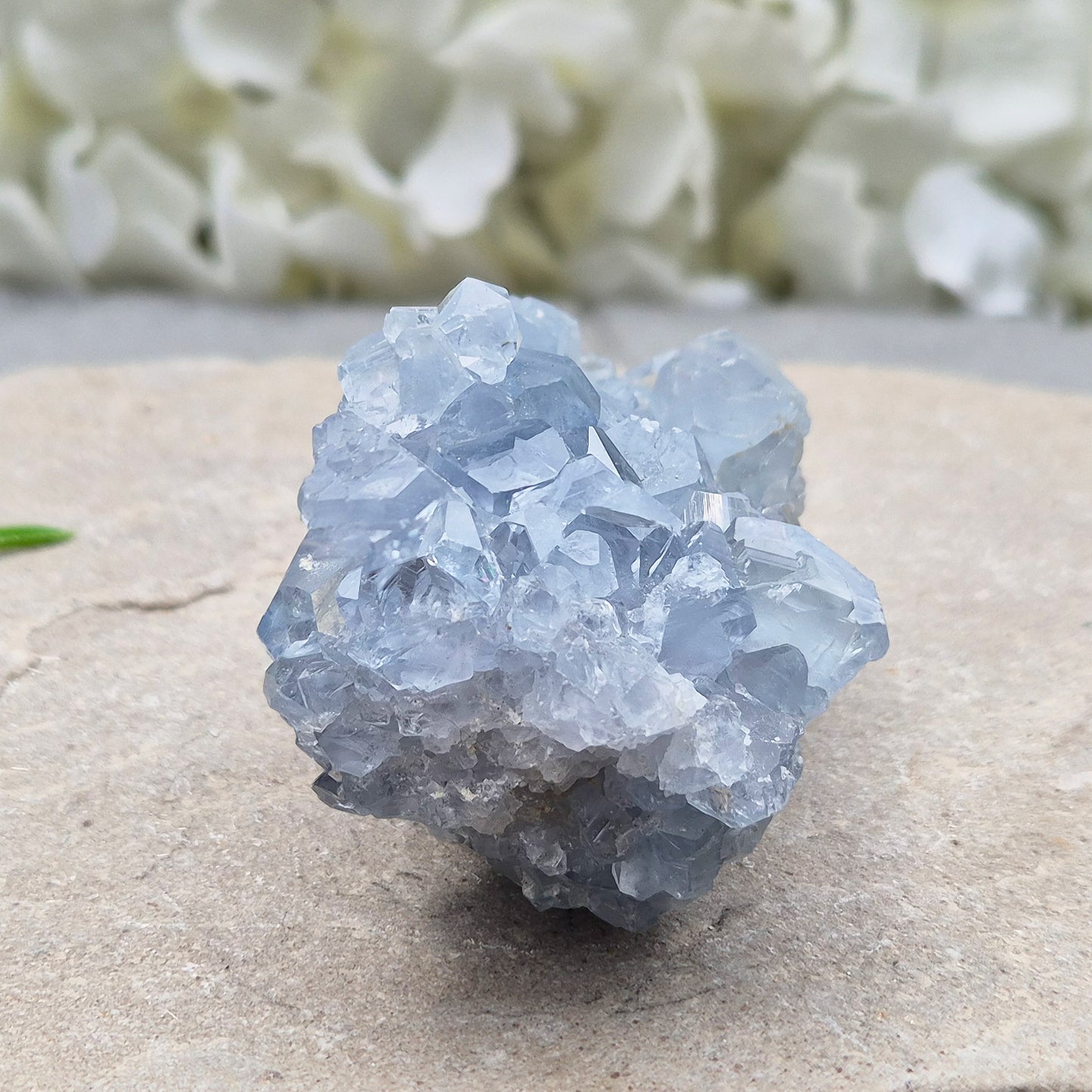 Natural Celestite Crystal Cluster featuring delicate blue crystals. Perfect for crystal collections, home décor, gifting, and spiritual spaces.