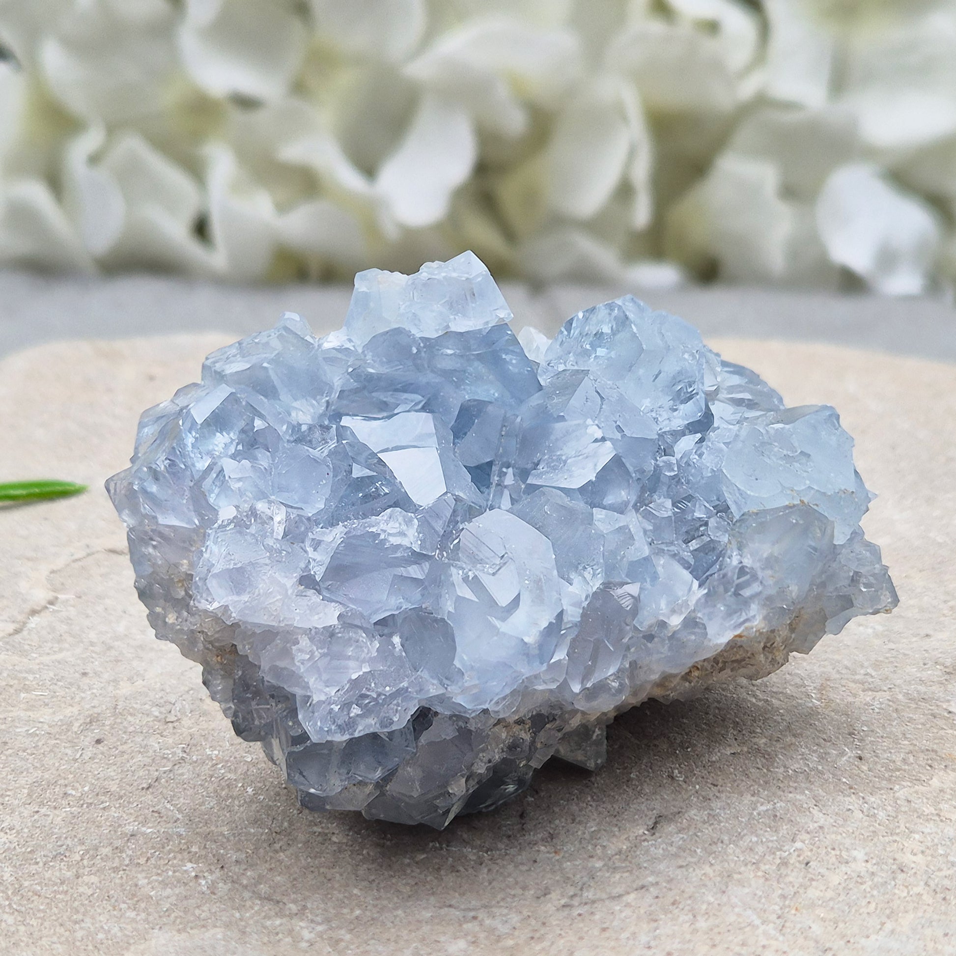 Natural Celestite Crystal Cluster featuring delicate blue crystals. Perfect for crystal collections, home décor, gifting, and spiritual spaces.