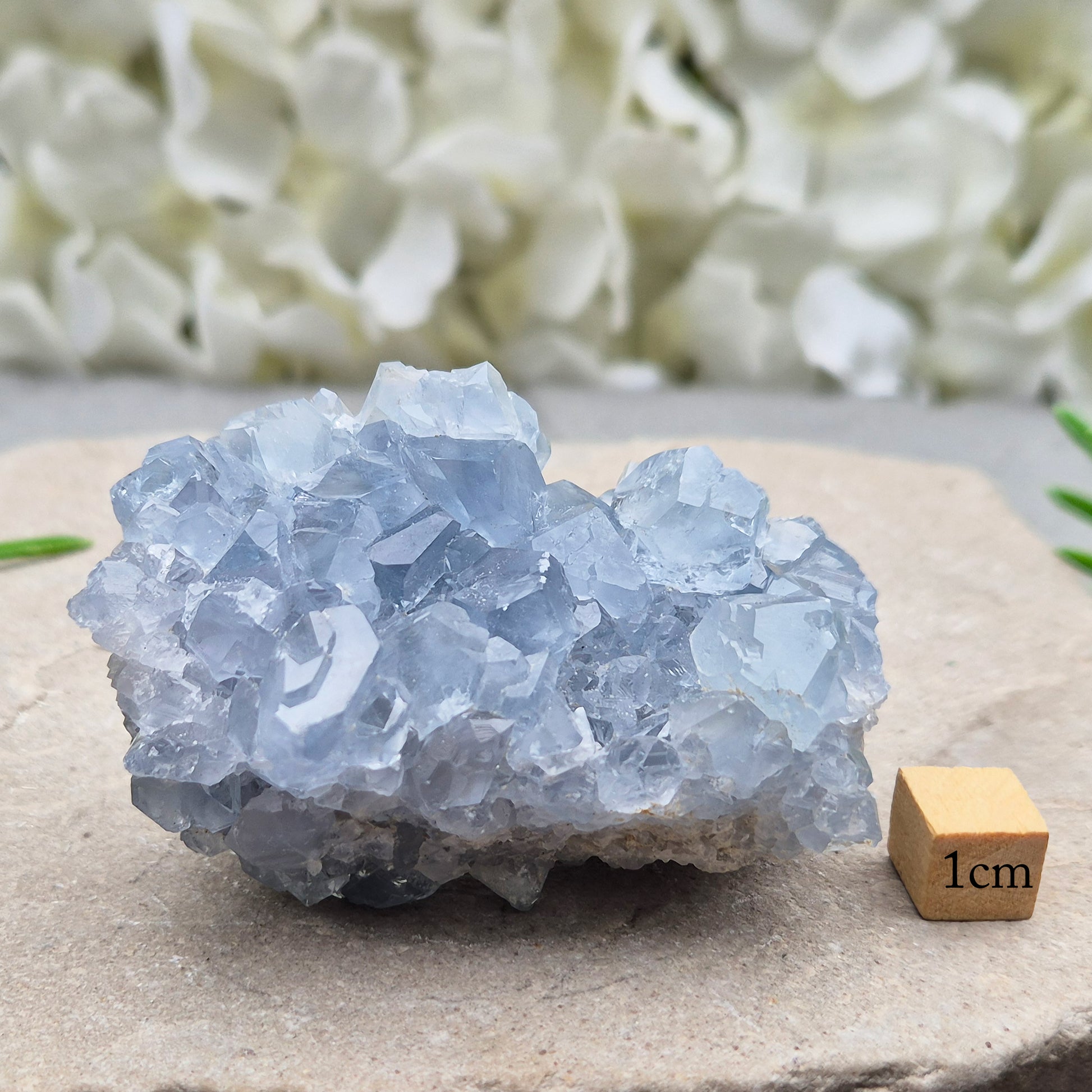 Natural Celestite Crystal Cluster featuring delicate blue crystals. Perfect for crystal collections, home décor, gifting, and spiritual spaces.