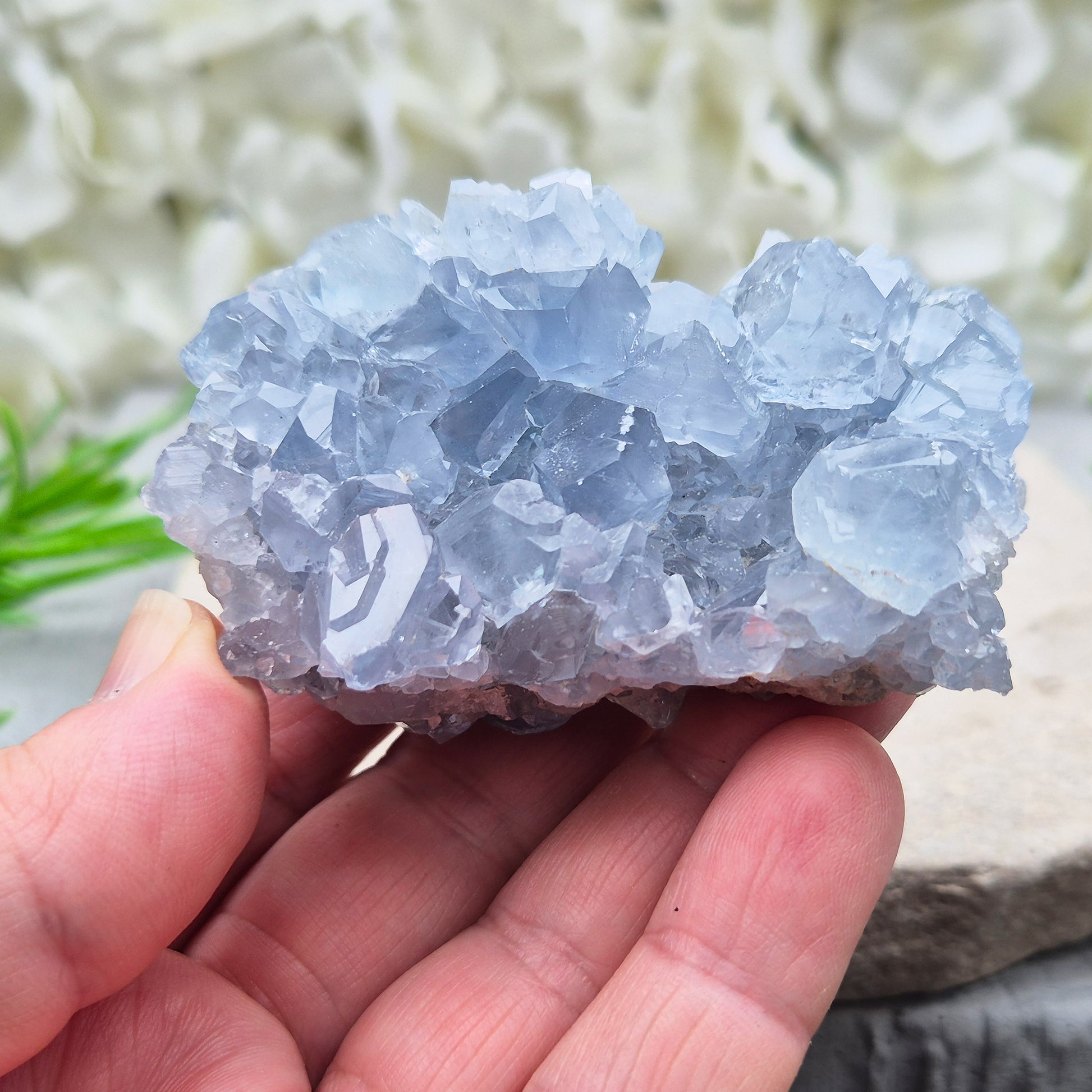 Natural Celestite Crystal Cluster featuring delicate blue crystals. Perfect for crystal collections, home décor, gifting, and spiritual spaces.
