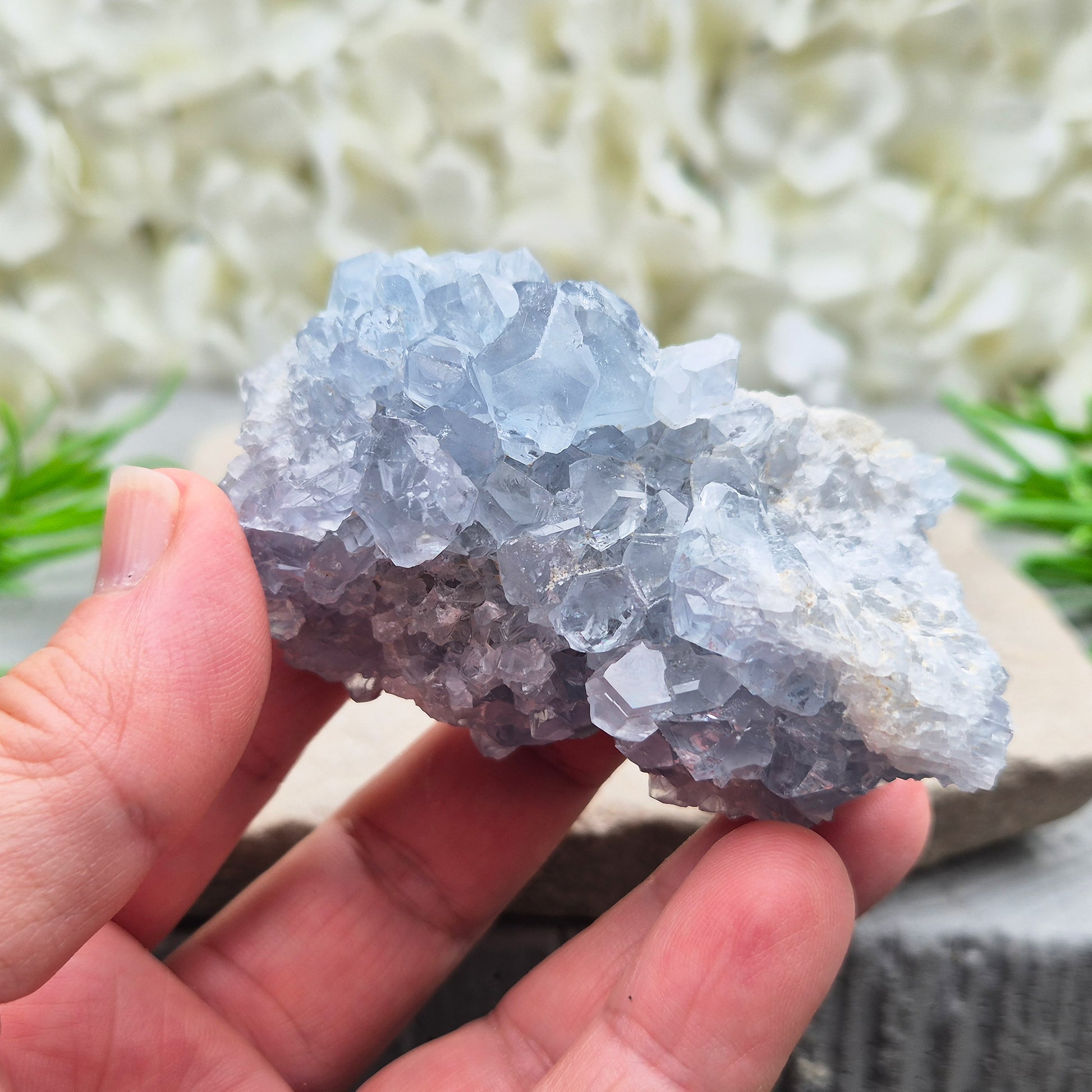 Natural Celestite Crystal Cluster featuring delicate blue crystals. Perfect for crystal collections, home décor, gifting, and spiritual spaces.
