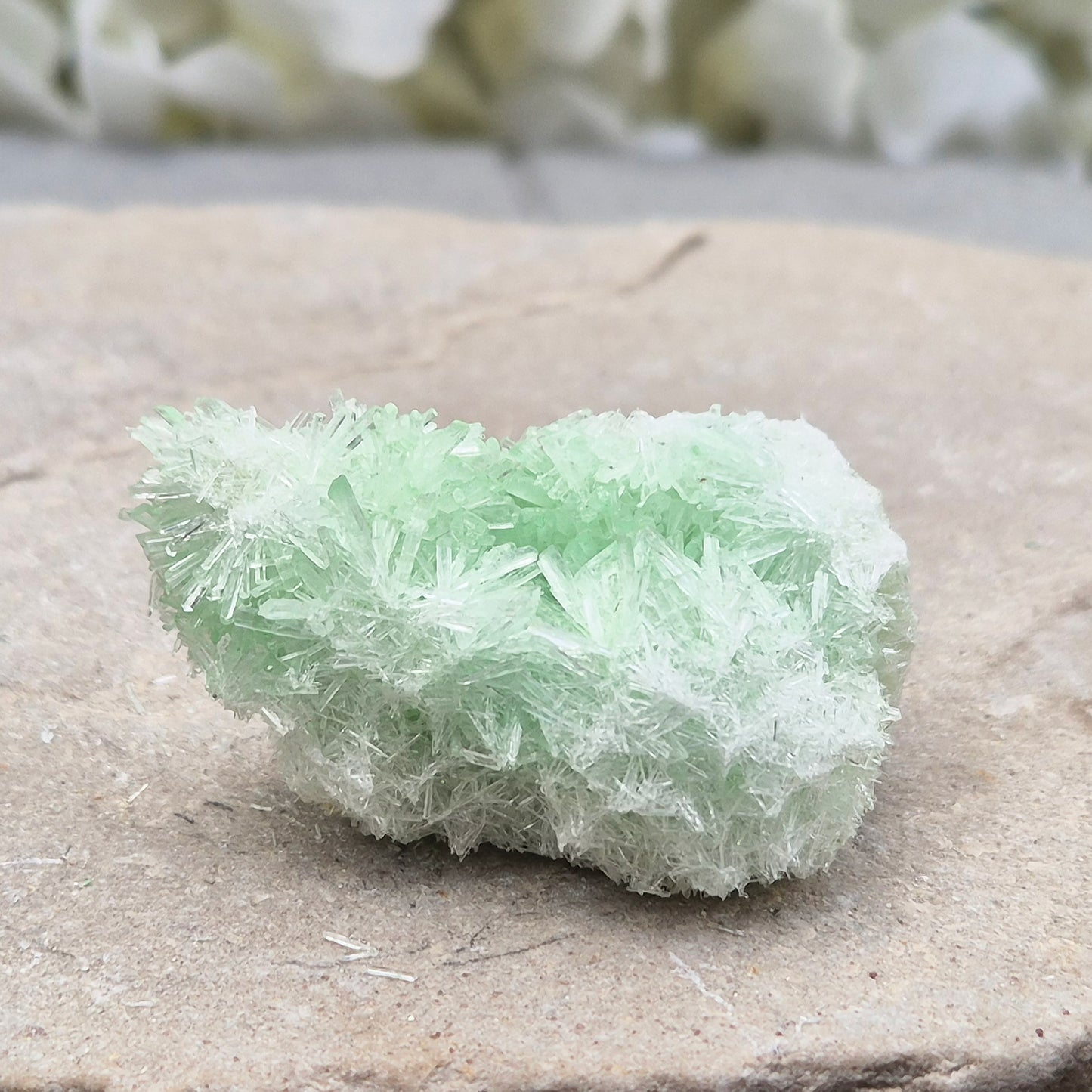 Rare Green Gypsum Cluster from Australia. Soft needle crystal sprays supporting calm thoughts, emotional balance and peaceful reflective energy.