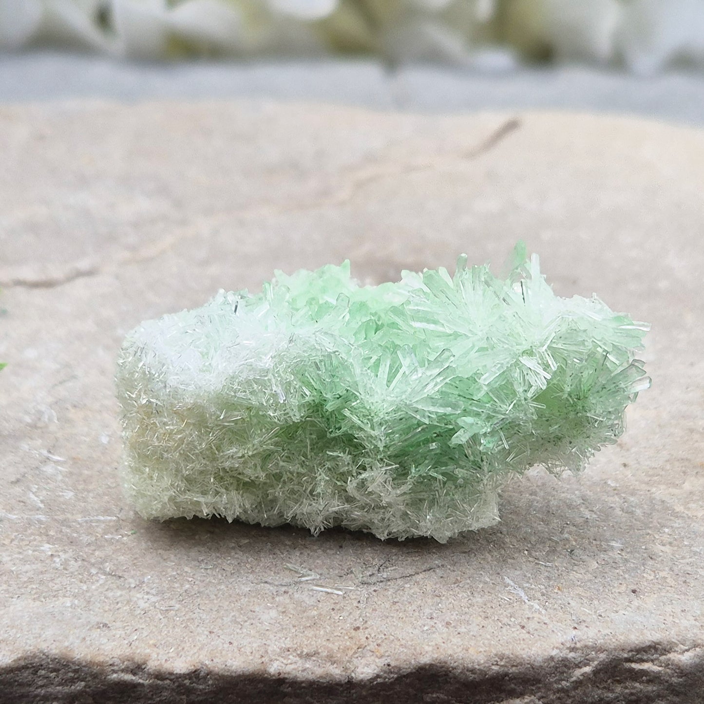 Rare Green Gypsum Cluster from Australia. Soft needle crystal sprays supporting calm thoughts, emotional balance and peaceful reflective energy.