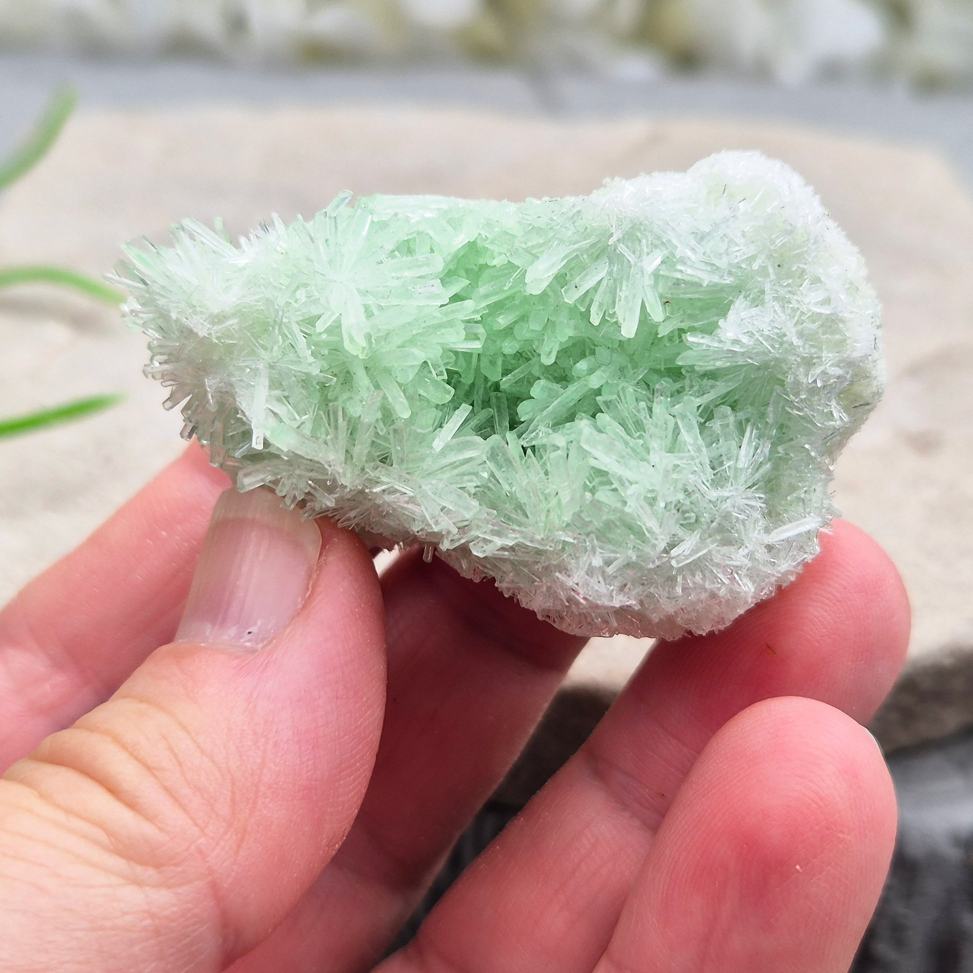Rare Green Gypsum Cluster from Australia. Soft needle crystal sprays supporting calm thoughts, emotional balance and peaceful reflective energy.