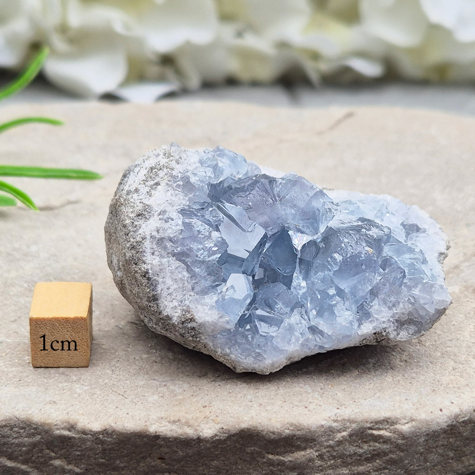 Natural Celestite Crystal Cluster featuring delicate blue crystals. Perfect for crystal collections, home décor, gifting, and spiritual spaces.