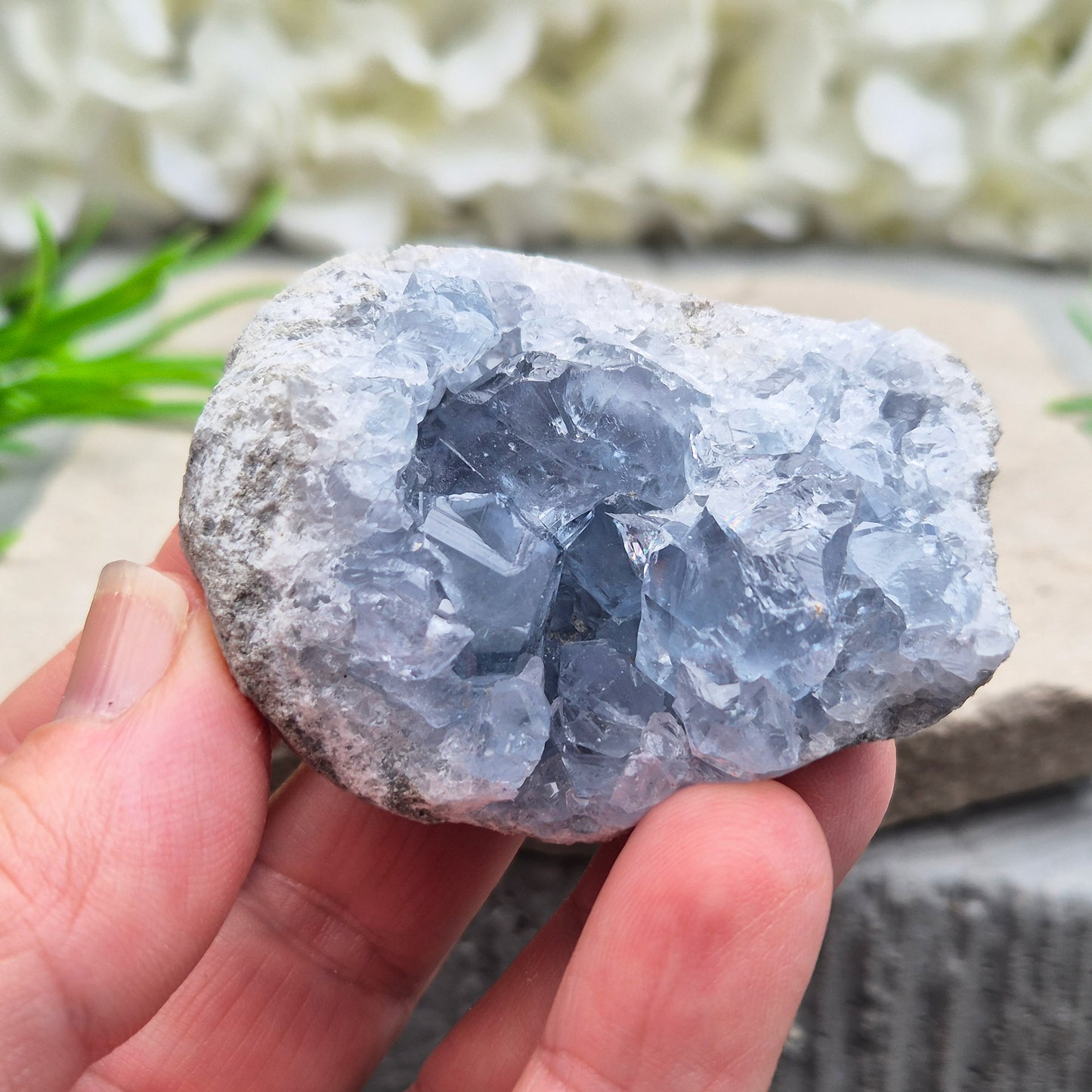 Natural Celestite Crystal Cluster featuring delicate blue crystals. Perfect for crystal collections, home décor, gifting, and spiritual spaces.
