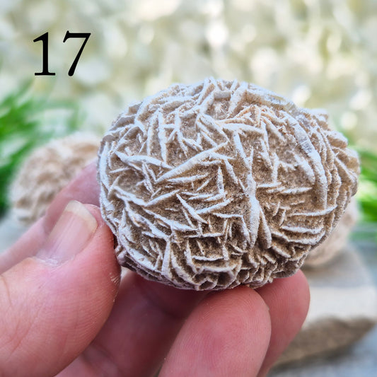 These natural Desert Rose formations come from the Chihuahuan Desert in Mexico. Formed when selenite crystals grow around grains of sand, they create rose-like clusters with layered, petal-shaped formations.