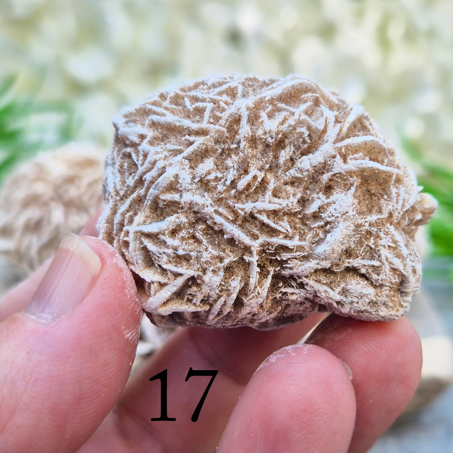 These natural Desert Rose formations come from the Chihuahuan Desert in Mexico. Formed when selenite crystals grow around grains of sand, they create rose-like clusters with layered, petal-shaped formations.