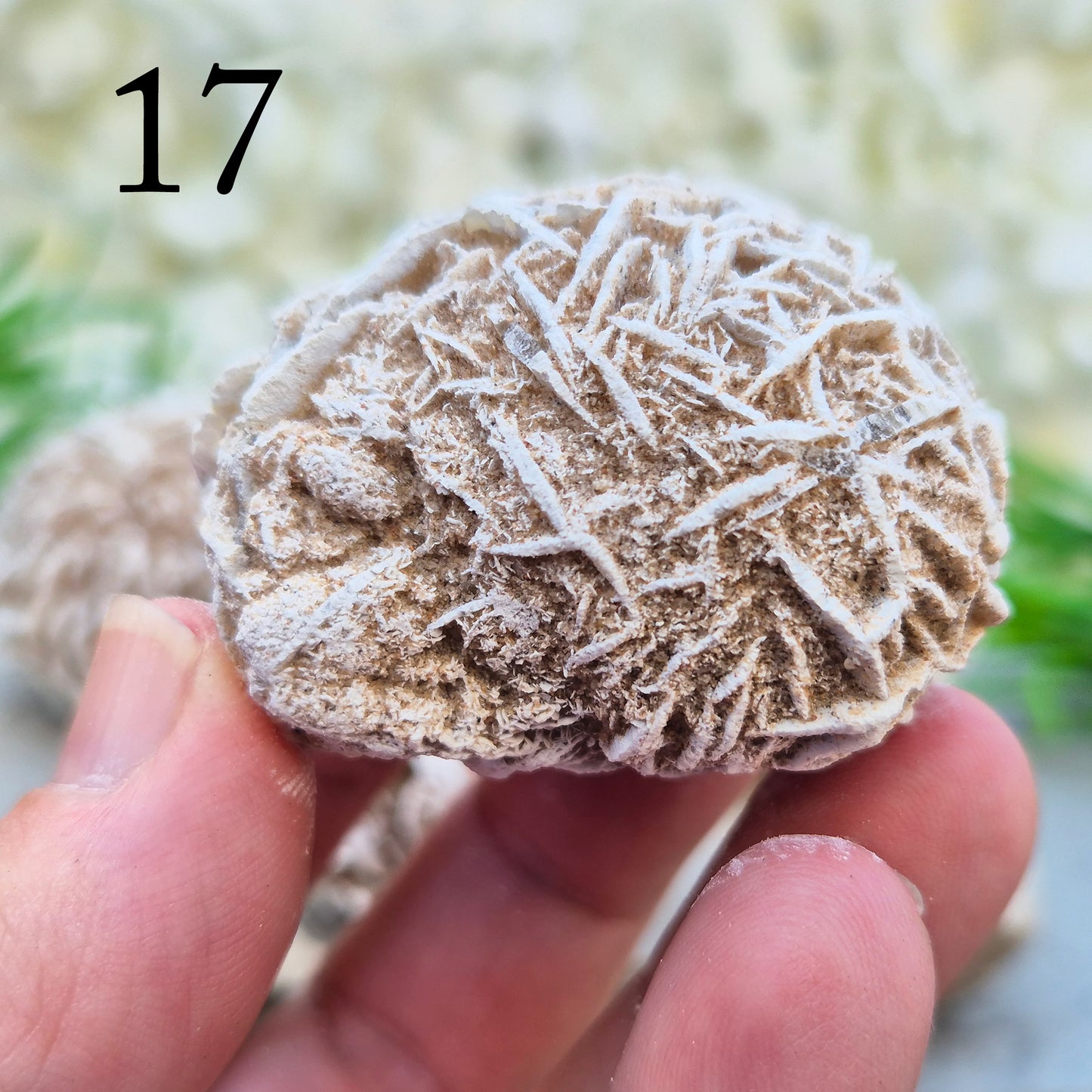 These natural Desert Rose formations come from the Chihuahuan Desert in Mexico. Formed when selenite crystals grow around grains of sand, they create rose-like clusters with layered, petal-shaped formations.