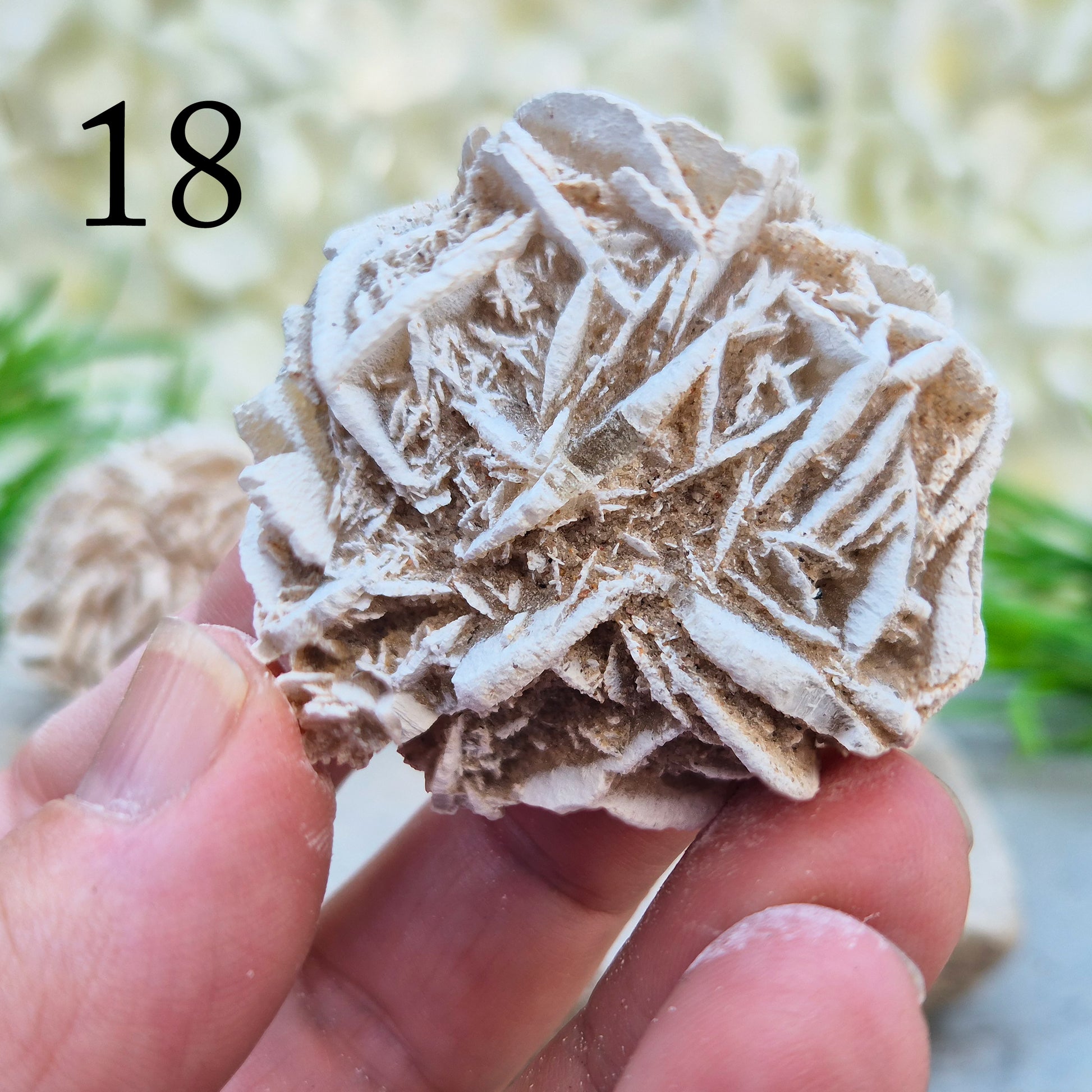 These natural Desert Rose formations come from the Chihuahuan Desert in Mexico. Formed when selenite crystals grow around grains of sand, they create rose-like clusters with layered, petal-shaped formations.