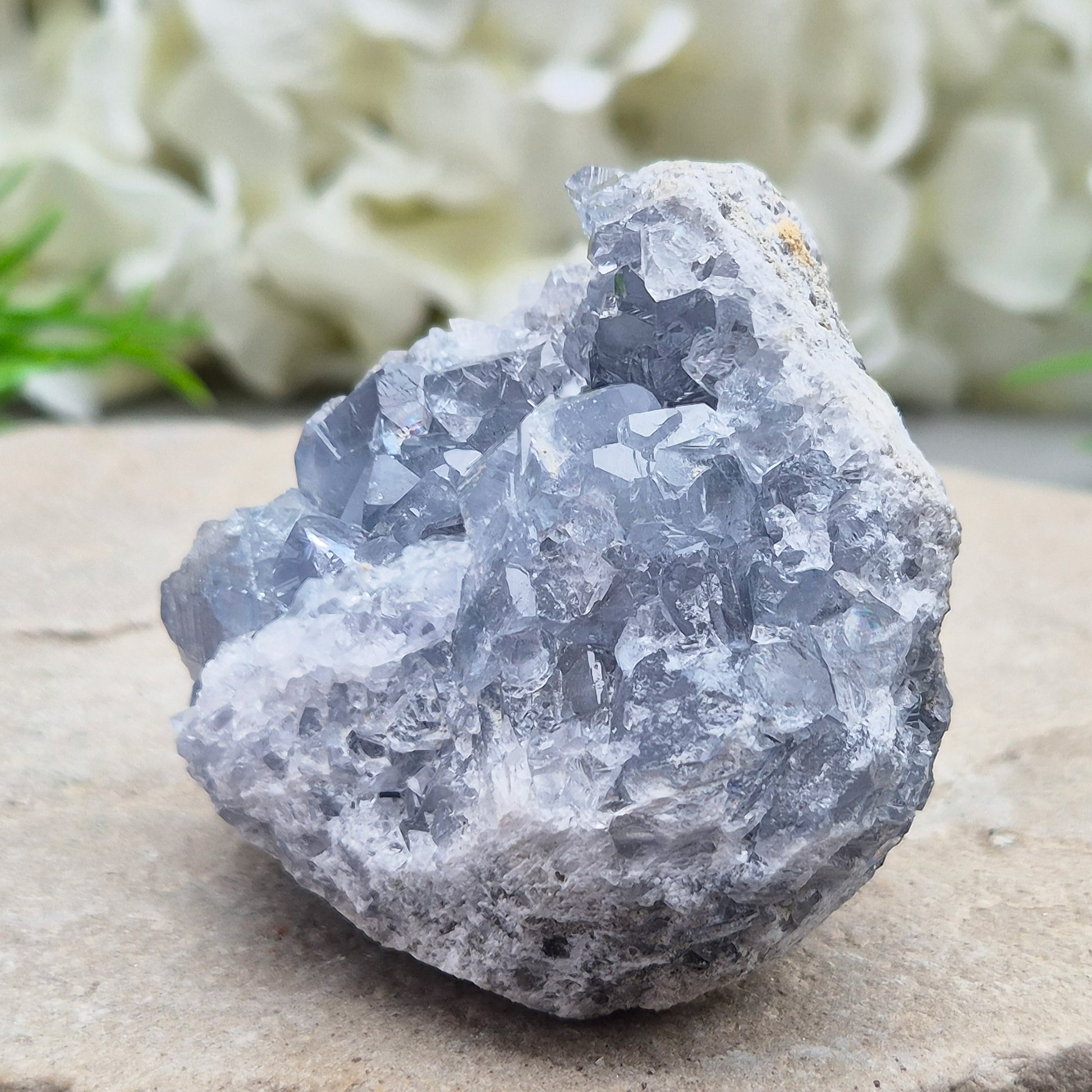 Natural Celestite Crystal Cluster featuring delicate blue crystals. Perfect for crystal collections, home décor, gifting, and spiritual spaces.
