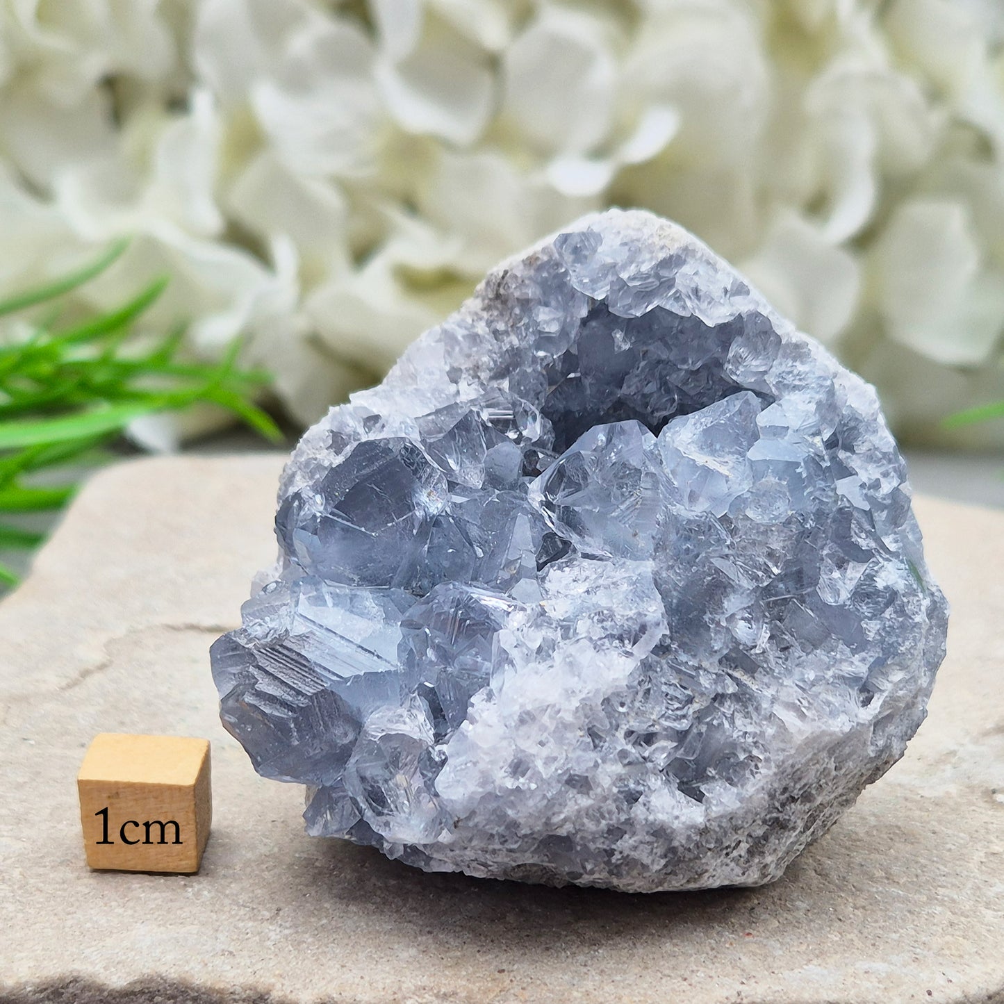 Natural Celestite Crystal Cluster featuring delicate blue crystals. Perfect for crystal collections, home décor, gifting, and spiritual spaces.