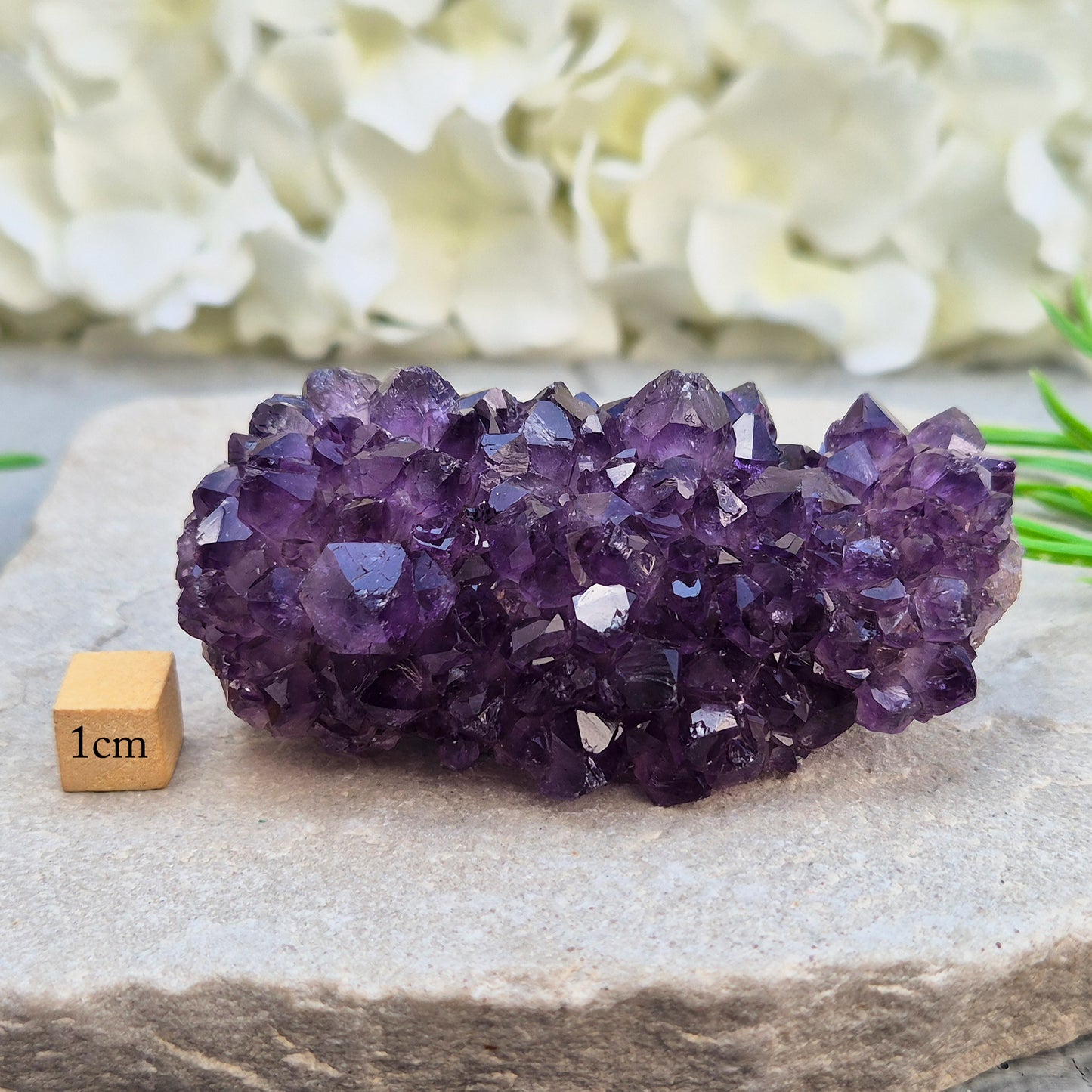 This amethyst stalactite cluster shows deep purple crystal points rising from base matrix, with a striking banded core running through the centre — rings of grey, white, and warm reddish-brown chalcedony marking each stage of its slow growth. 