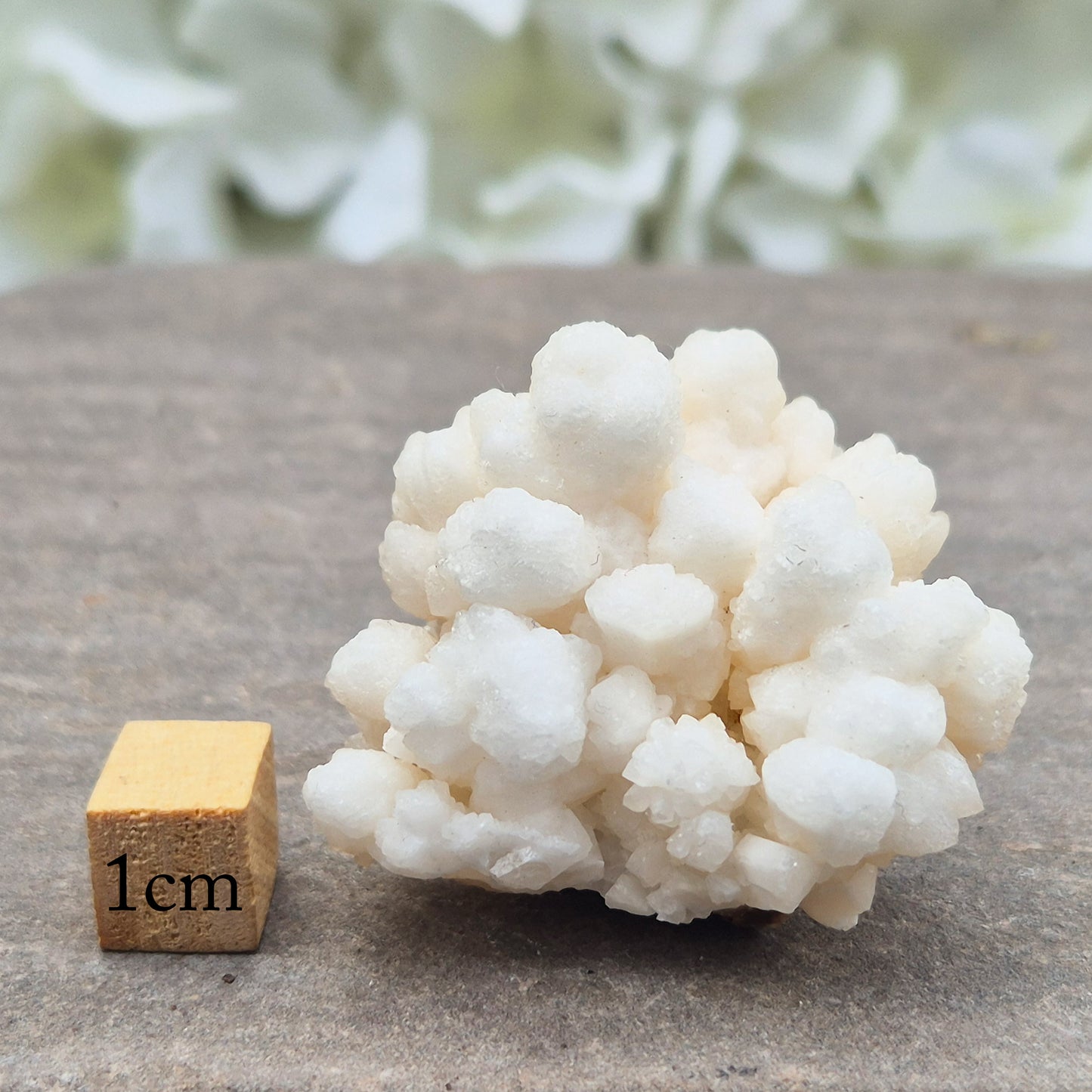 This unusual Cave Calcite formation — often called Cave Popcorn or Coralloid Aragonite — is actually a natural form of Aragonite, not true calcite. It forms in ancient cave environments where mineral-rich water slowly builds soft, rounded clusters over thousands of years. This piece has a shiny surface.
