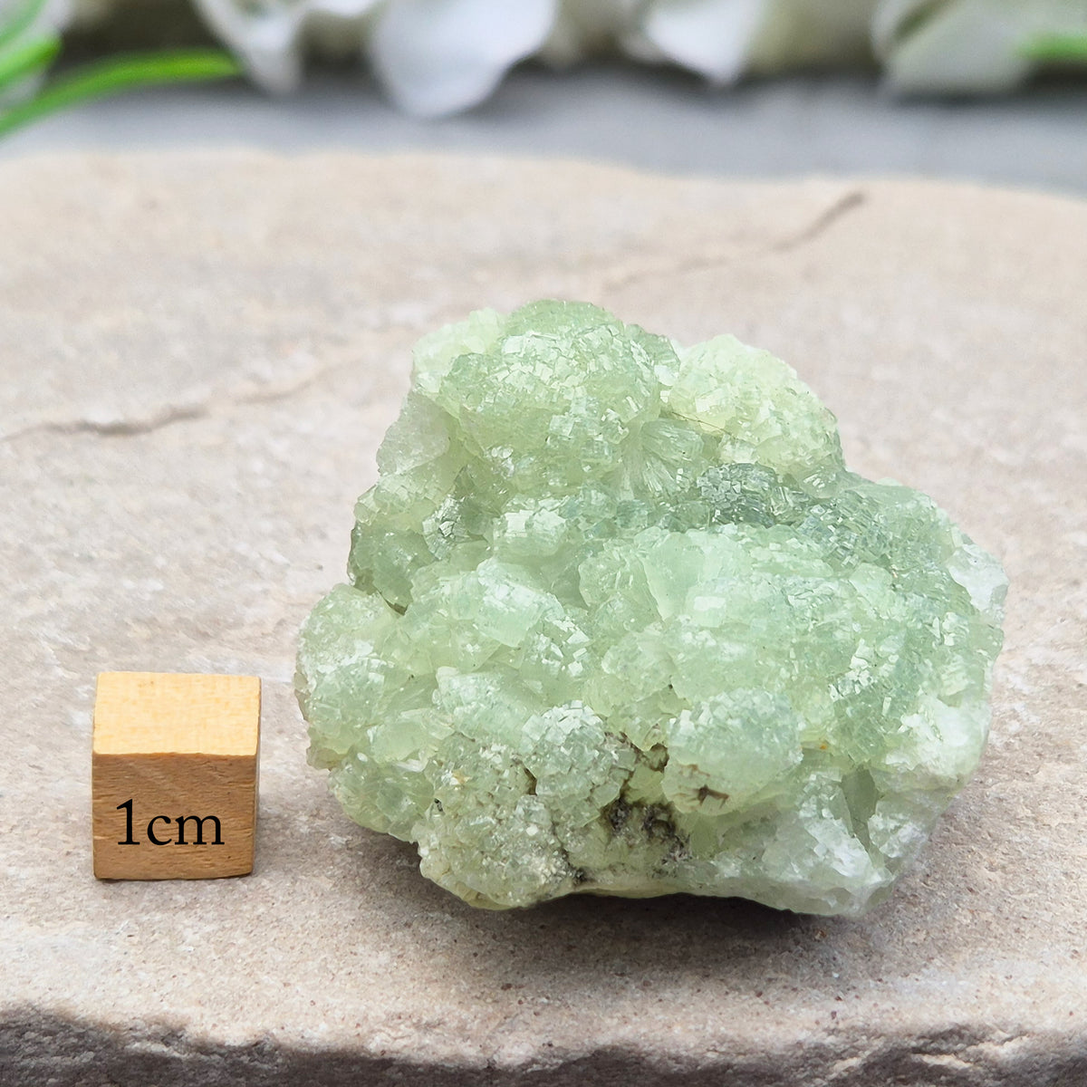 Natural Prehnite cluster with soft green tones and calming energy. A soothing crystal for emotional balance, rest, and peaceful spaces.