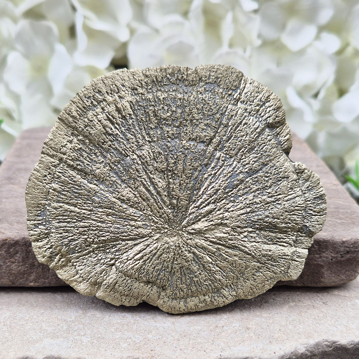 Rare Illinois pyrite sun from Sparta, hand-picked for its radial detail. Known for abundance, grounding and confidence — a genuine collector-grade specimen.
