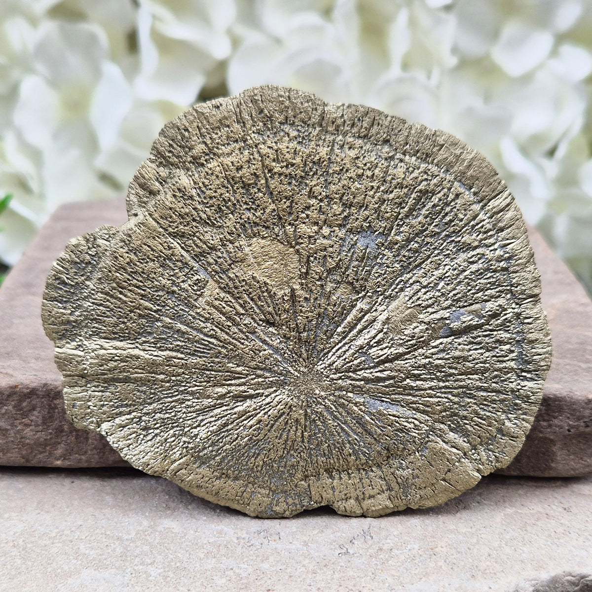 Rare Illinois pyrite sun from Sparta, hand-picked for its radial detail. Known for abundance, grounding and confidence — a genuine collector-grade specimen.
