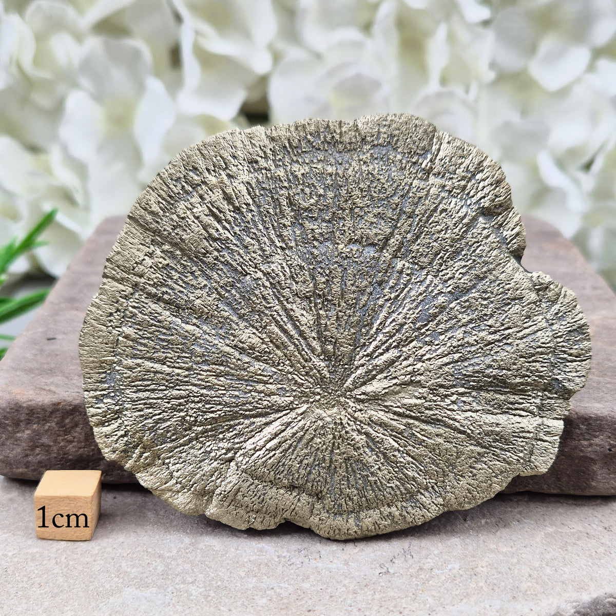 Rare Illinois pyrite sun from Sparta, hand-picked for its radial detail. Known for abundance, grounding and confidence — a genuine collector-grade specimen.