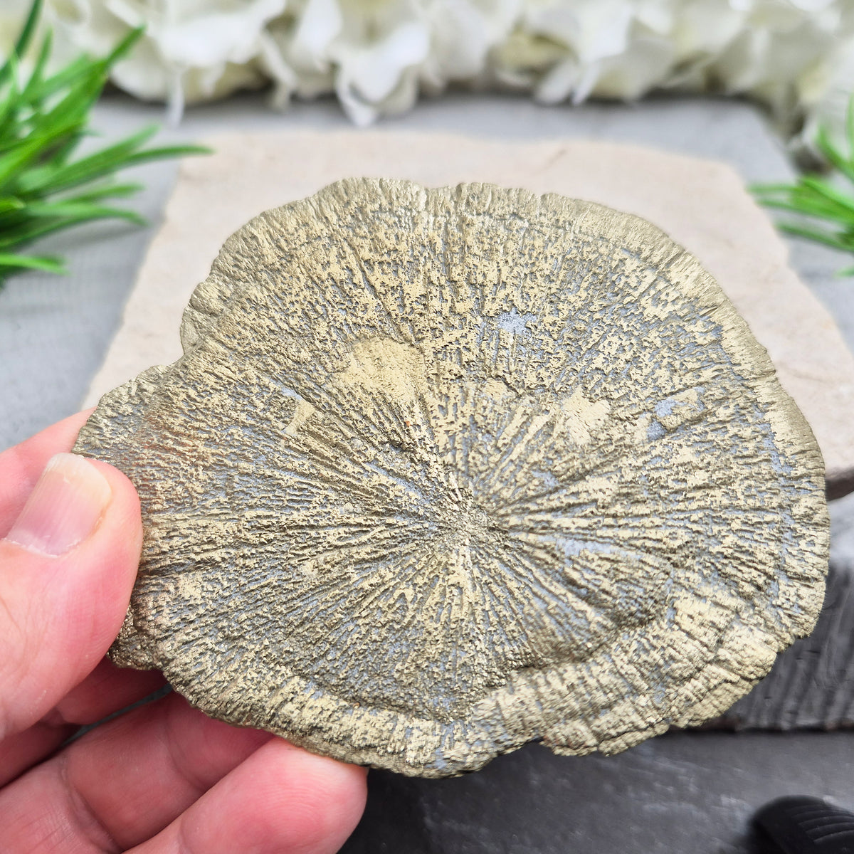 Rare Illinois pyrite sun from Sparta, hand-picked for its radial detail. Known for abundance, grounding and confidence — a genuine collector-grade specimen.