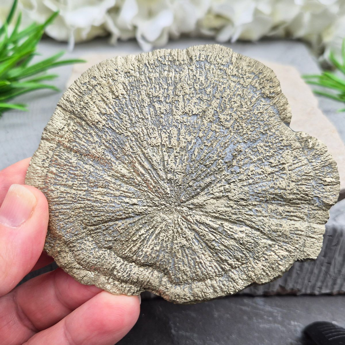 Rare Illinois pyrite sun from Sparta, hand-picked for its radial detail. Known for abundance, grounding and confidence — a genuine collector-grade specimen.