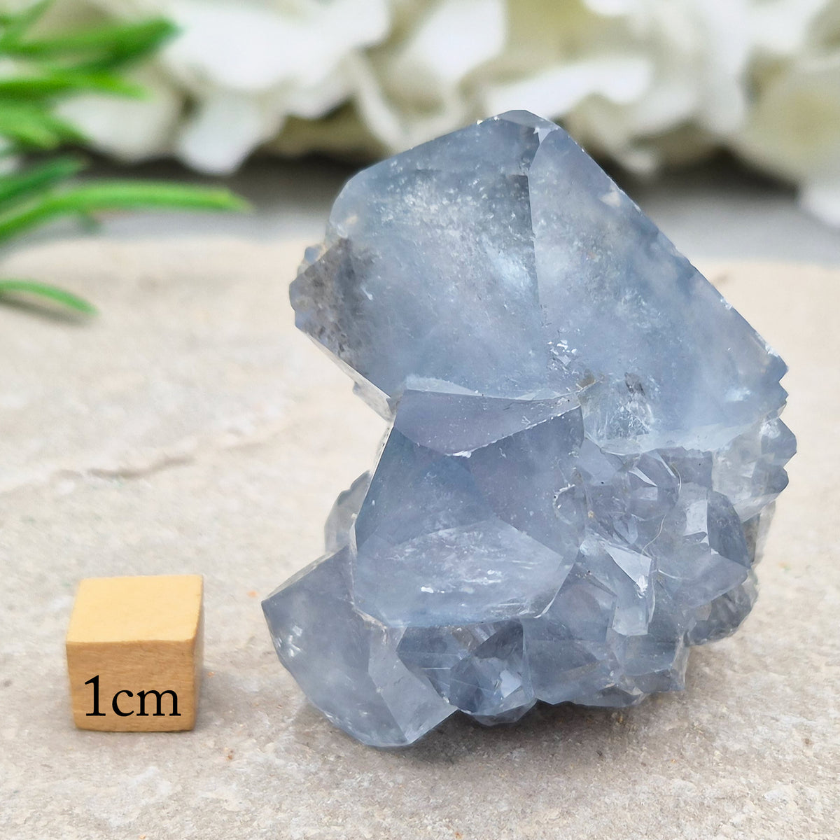 Natural Celestite Crystal Cluster featuring delicate blue crystals. Perfect for crystal collections, home décor, gifting, and spiritual spaces.