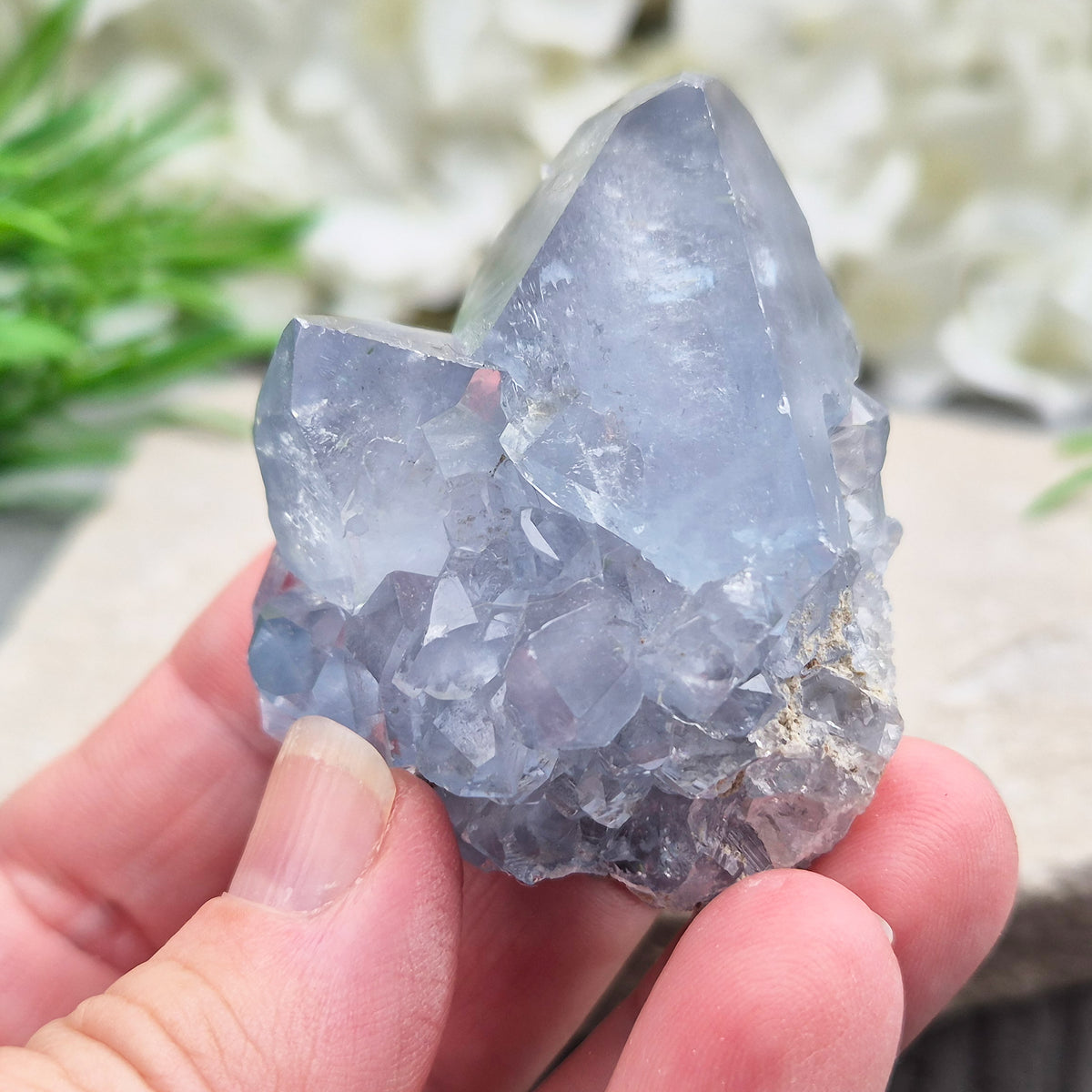 Natural Celestite Crystal Cluster featuring delicate blue crystals. Perfect for crystal collections, home décor, gifting, and spiritual spaces.