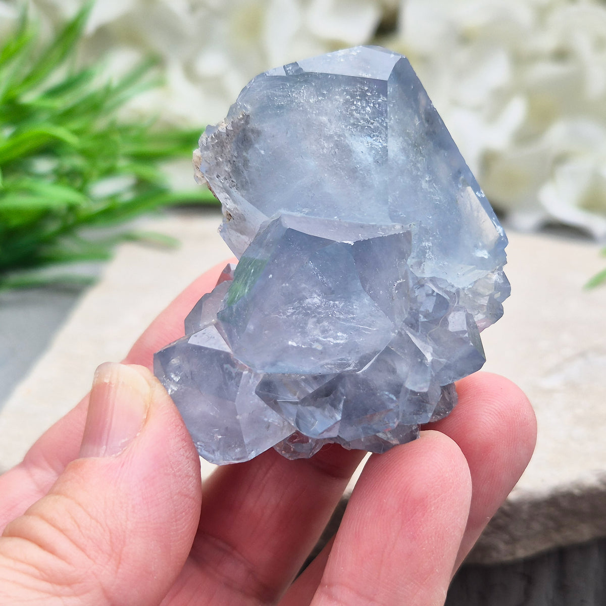 Natural Celestite Crystal Cluster featuring delicate blue crystals. Perfect for crystal collections, home décor, gifting, and spiritual spaces.