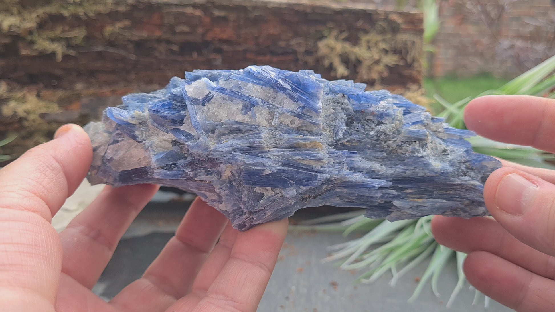 Blue Kyanite cluster from Brazil with natural blade formation. Supports clear thinking, communication, and balanced, grounded energy.