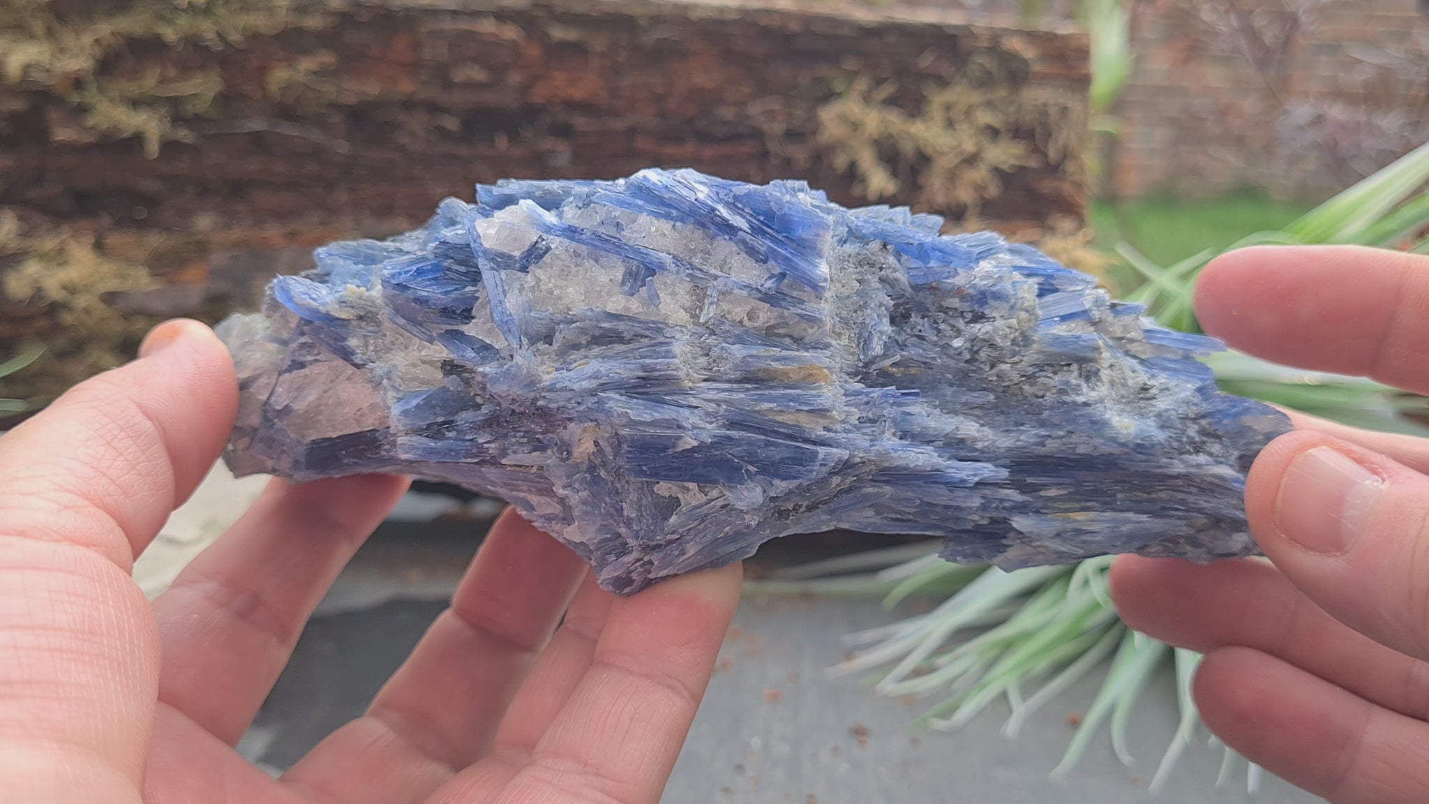 Blue Kyanite cluster from Brazil with natural blade formation. Supports clear thinking, communication, and balanced, grounded energy.
