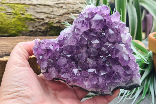Amethyst Cluster or Amethyst Druze from Brazil. The amethyst crystals on this cluster are a lovely purple colour, the points are of a good size, a couple of the larger ones have Generator Tips (6 sides ) and there are a couple of areas of White Calcite. 
